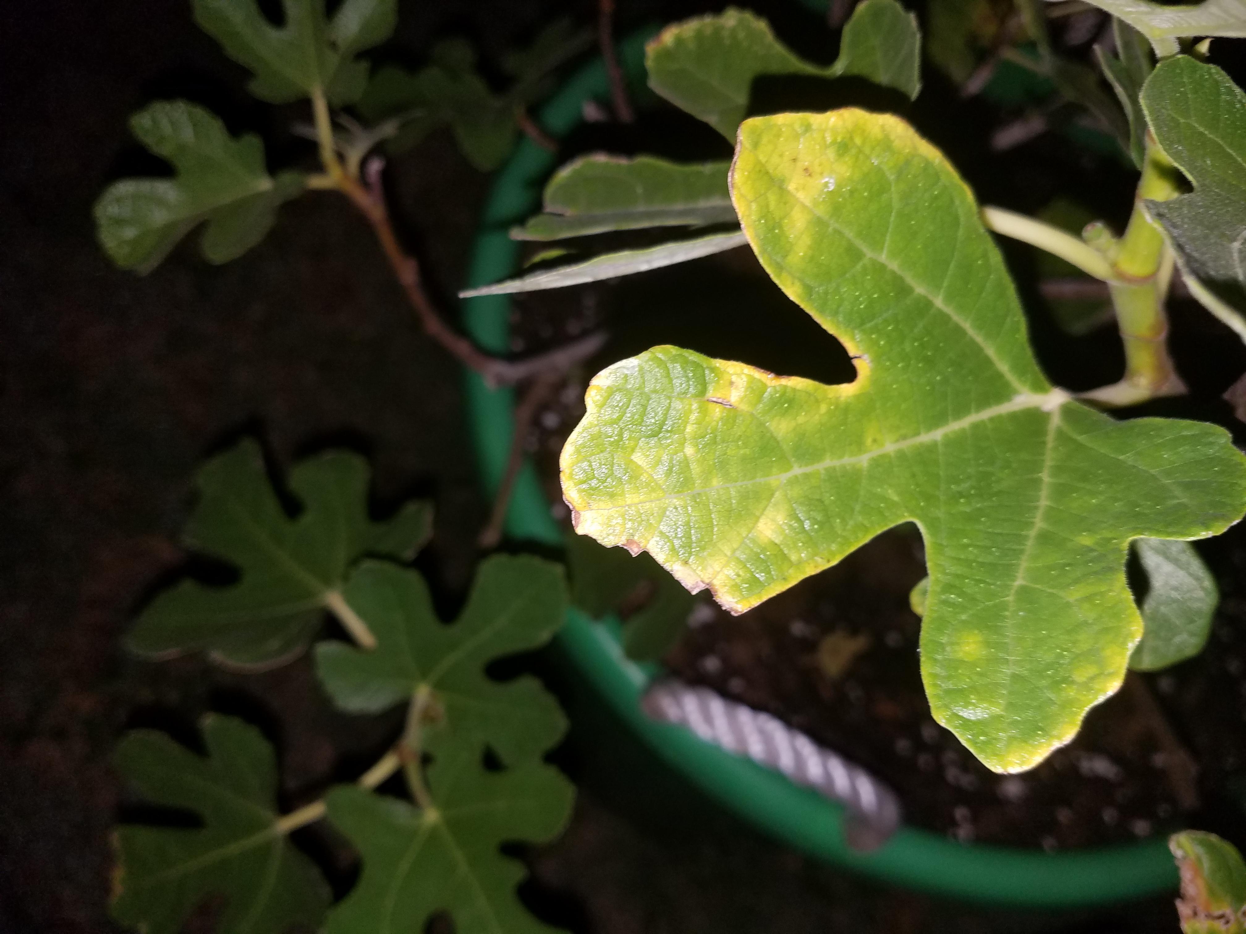 LSU Purple Fig Tree, leaves are starting to yellow, anything to worry