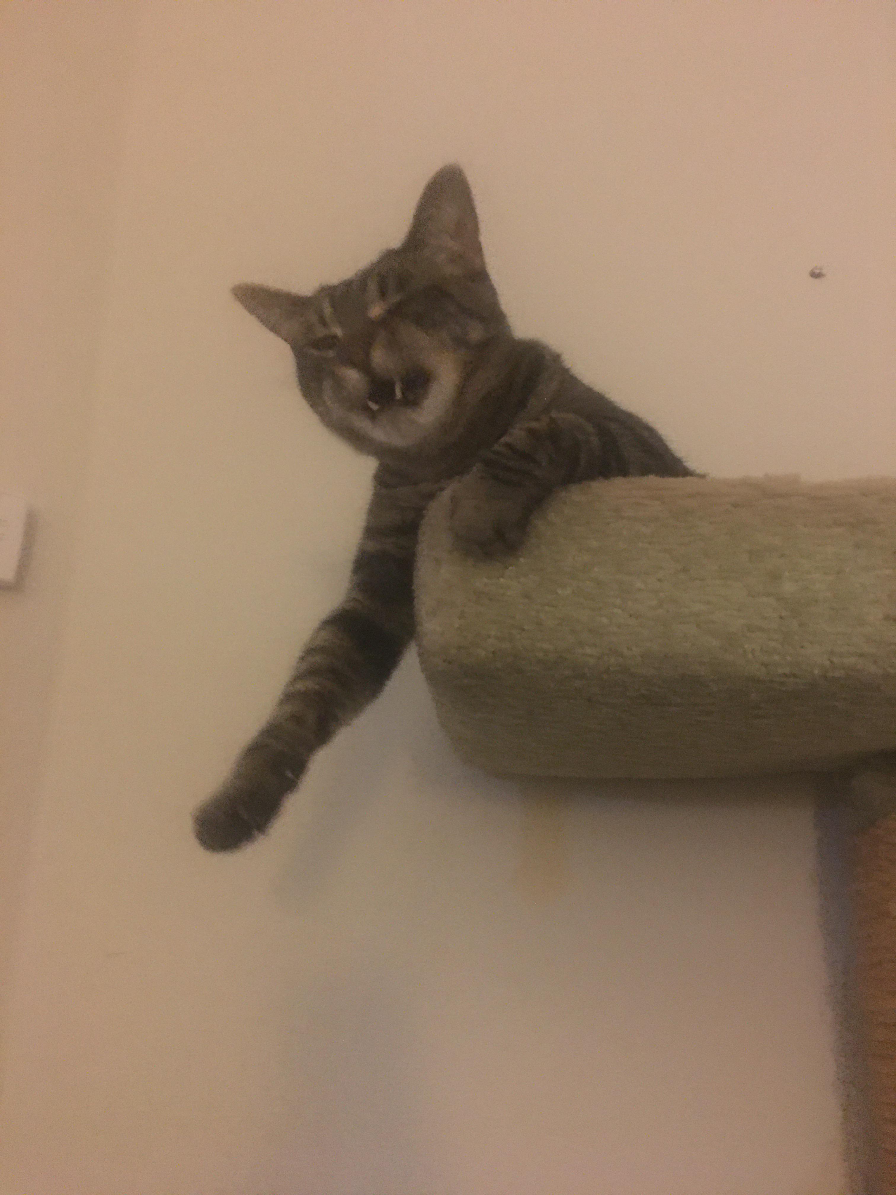 This is Chipotle (Chip). He’s the best cat I’ve ever owned. Very