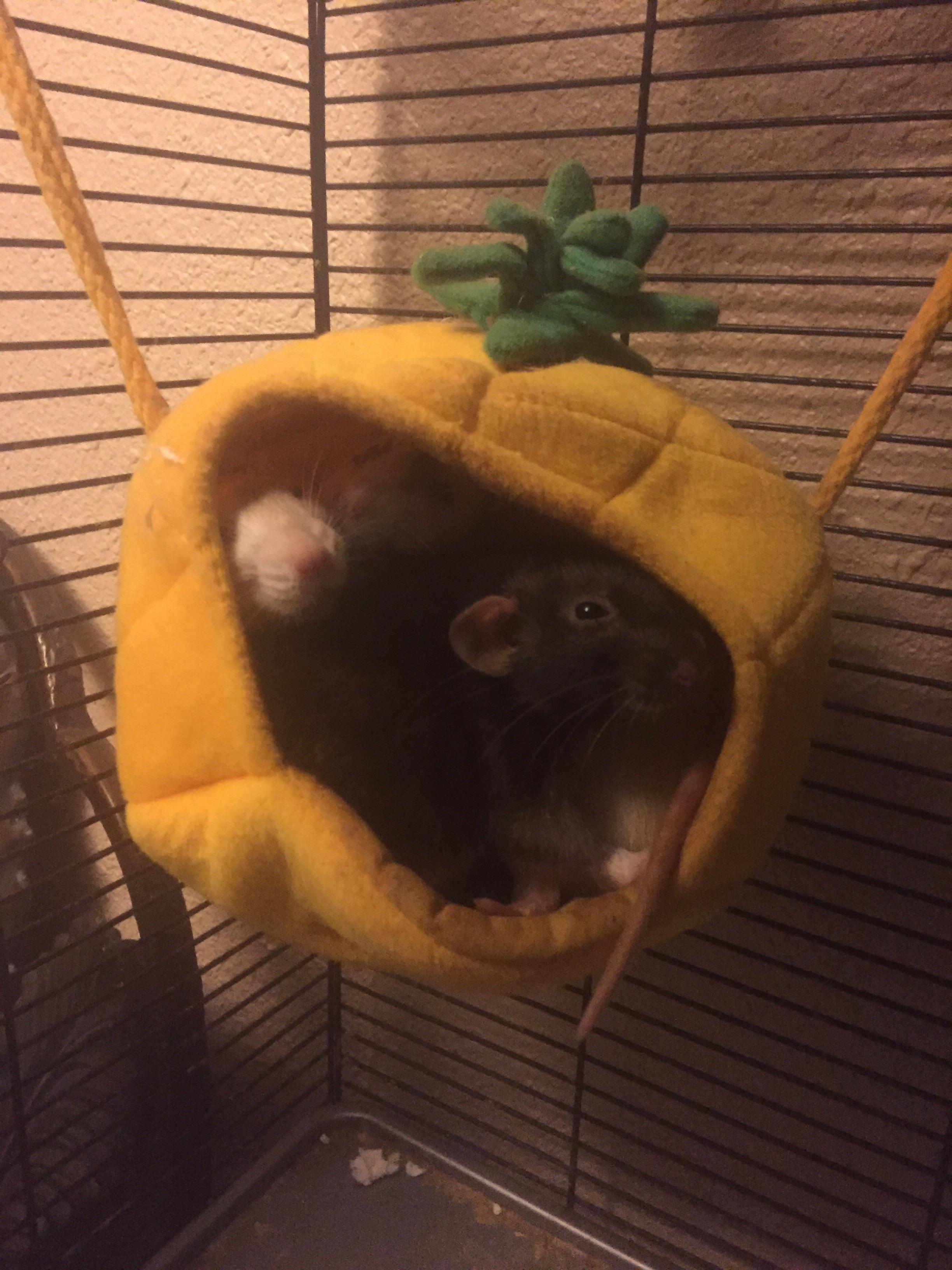 How many rats fit in a pineapple? The answer is 4! r/RATS