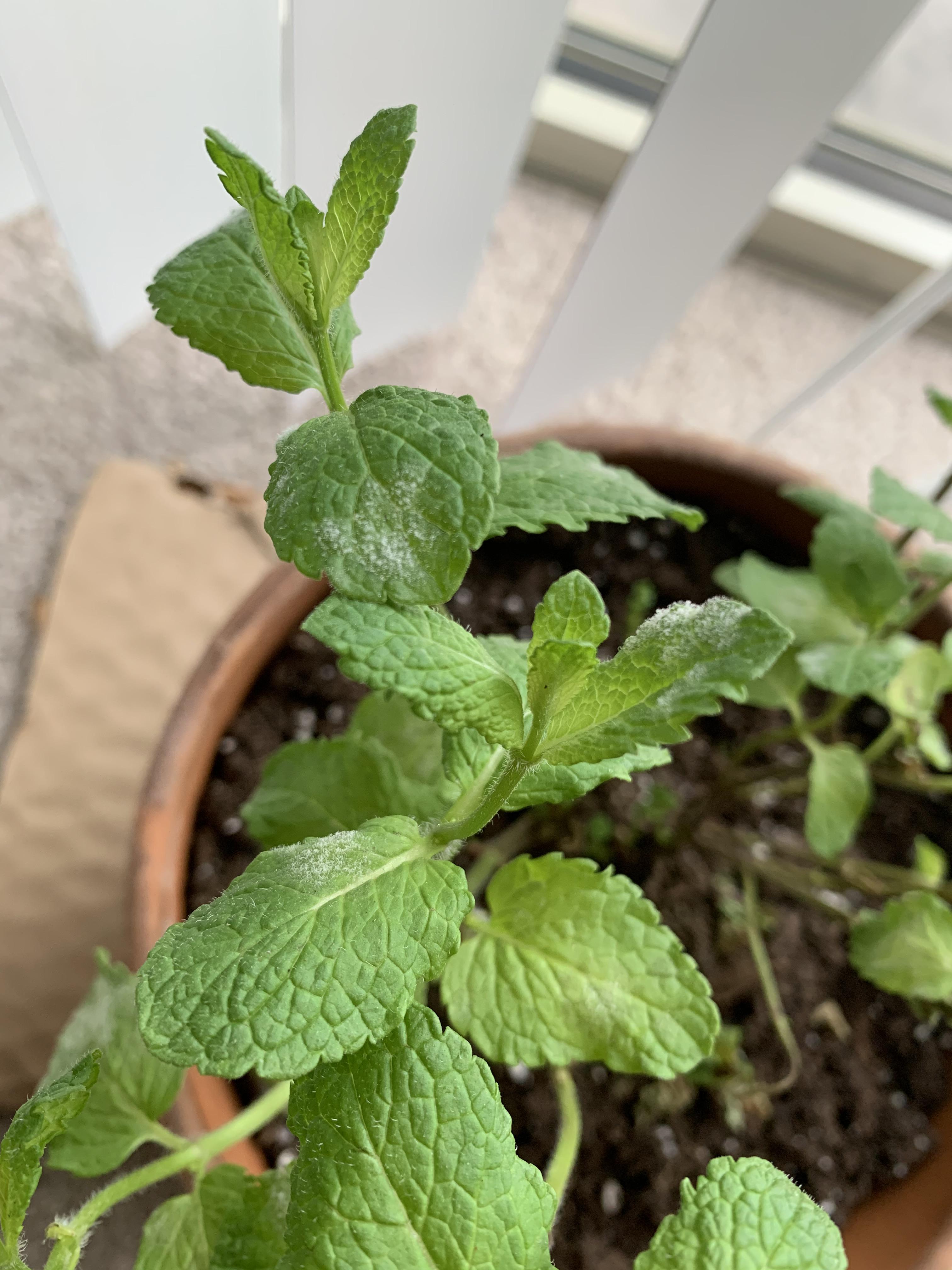 What is this white fuzz growing on my mint plant? r/plantclinic