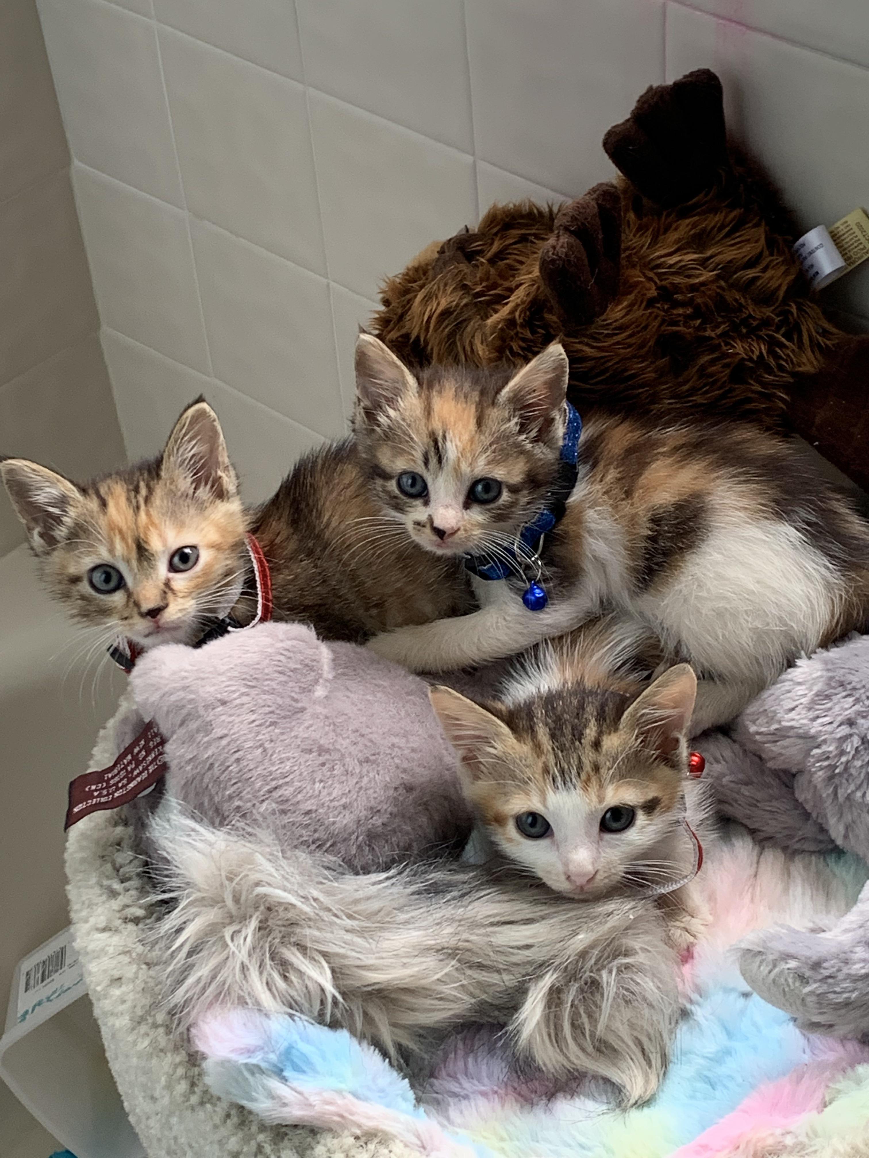Found 3 abandoned calico babies. About 4 weeks old. 1 male, 2 female