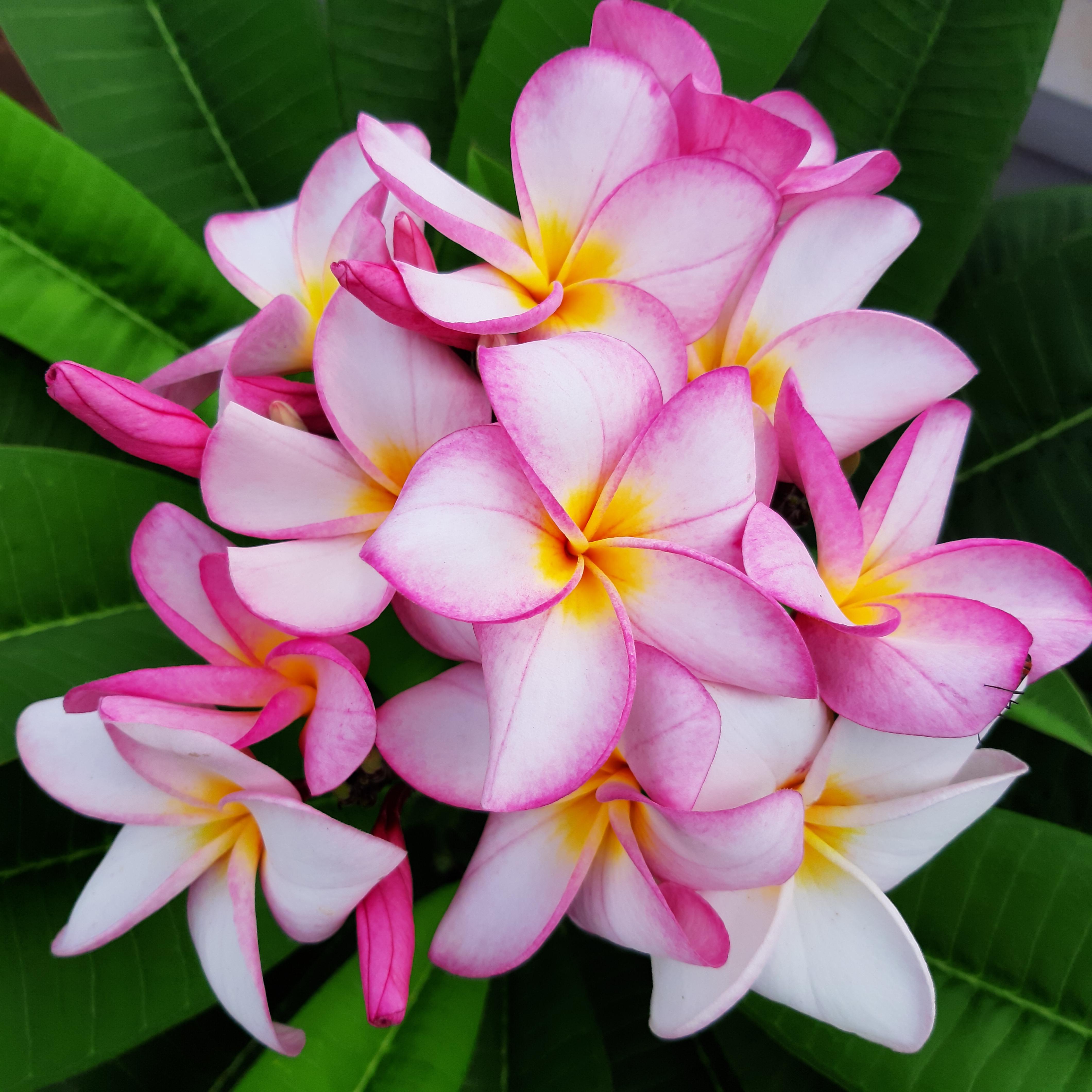 My frangipanis r/flowers