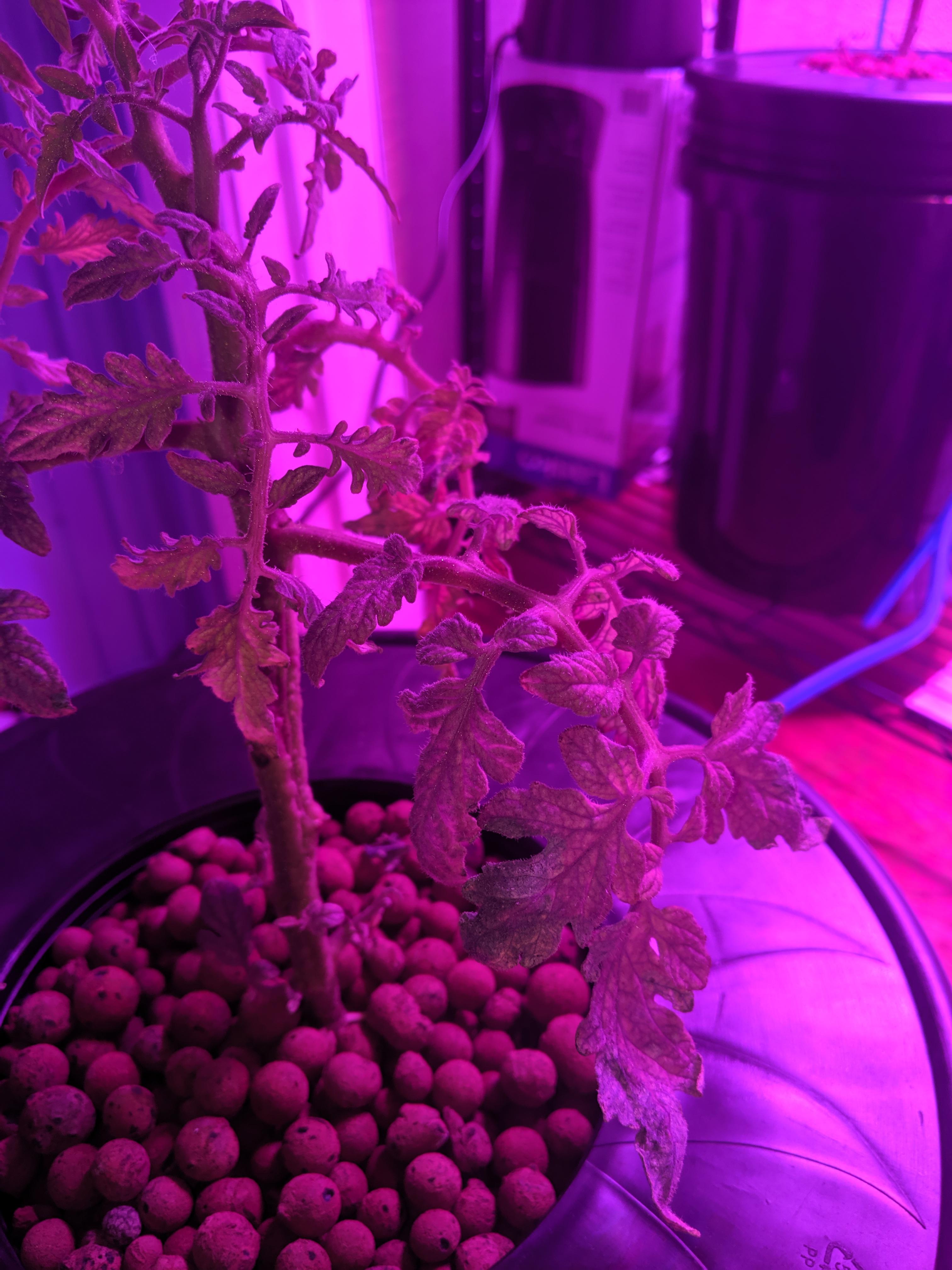 Looking for some help, the older leaves on my tomato plant are quickly