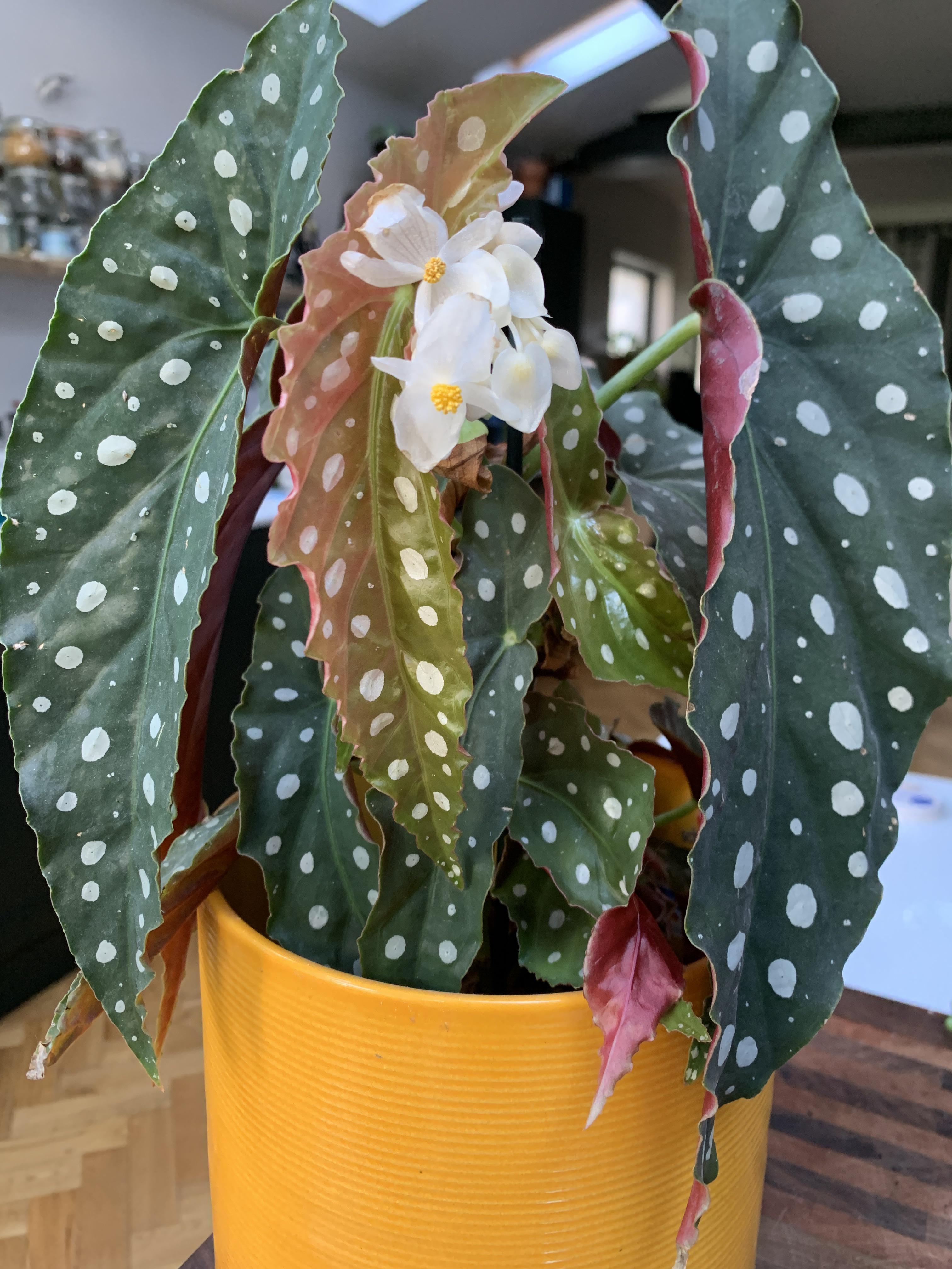 My begonia maculata is flowering! r/houseplants
