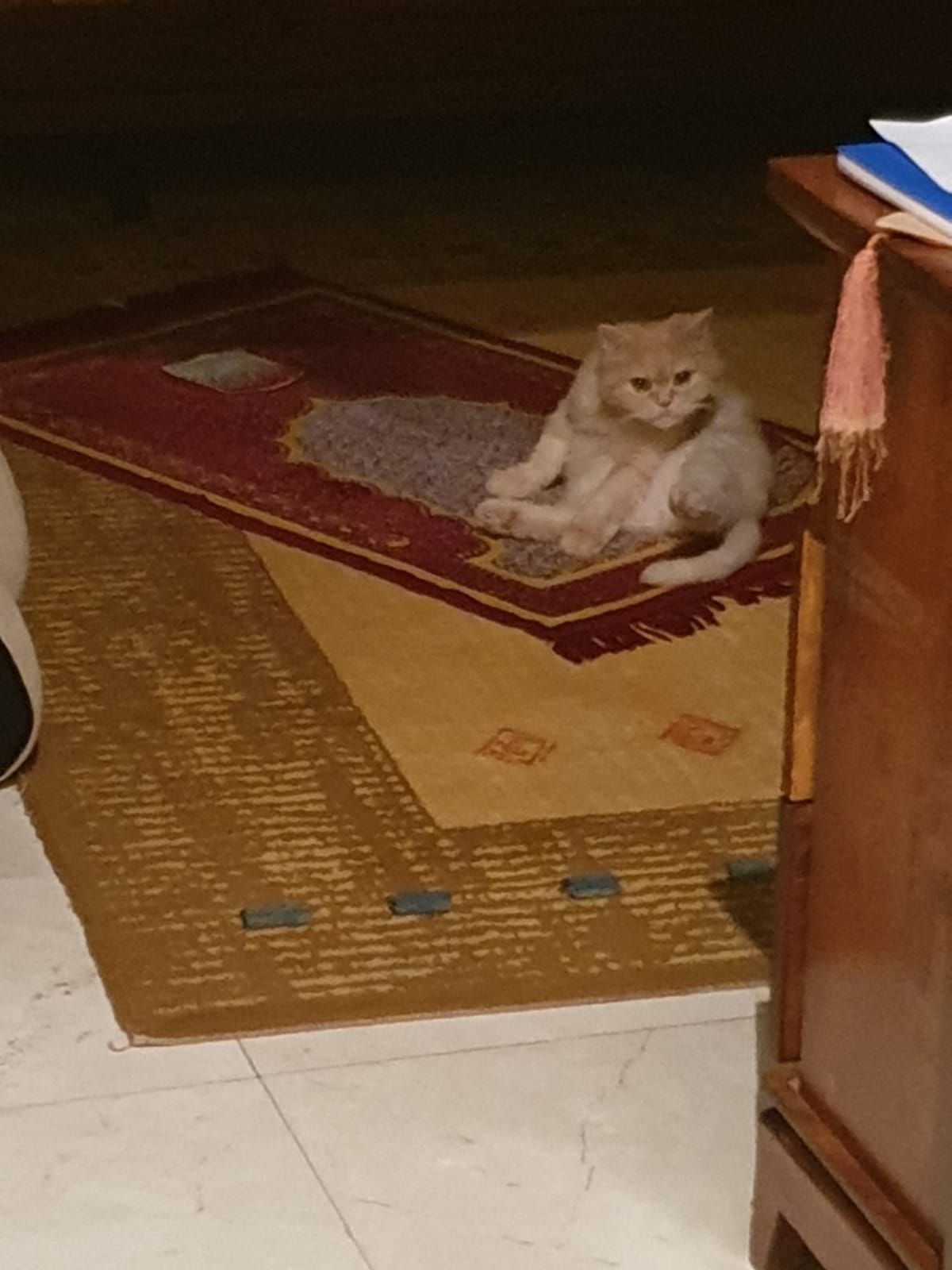 My cat praying on an odd night of ramadan, being a good muslimah sizter
