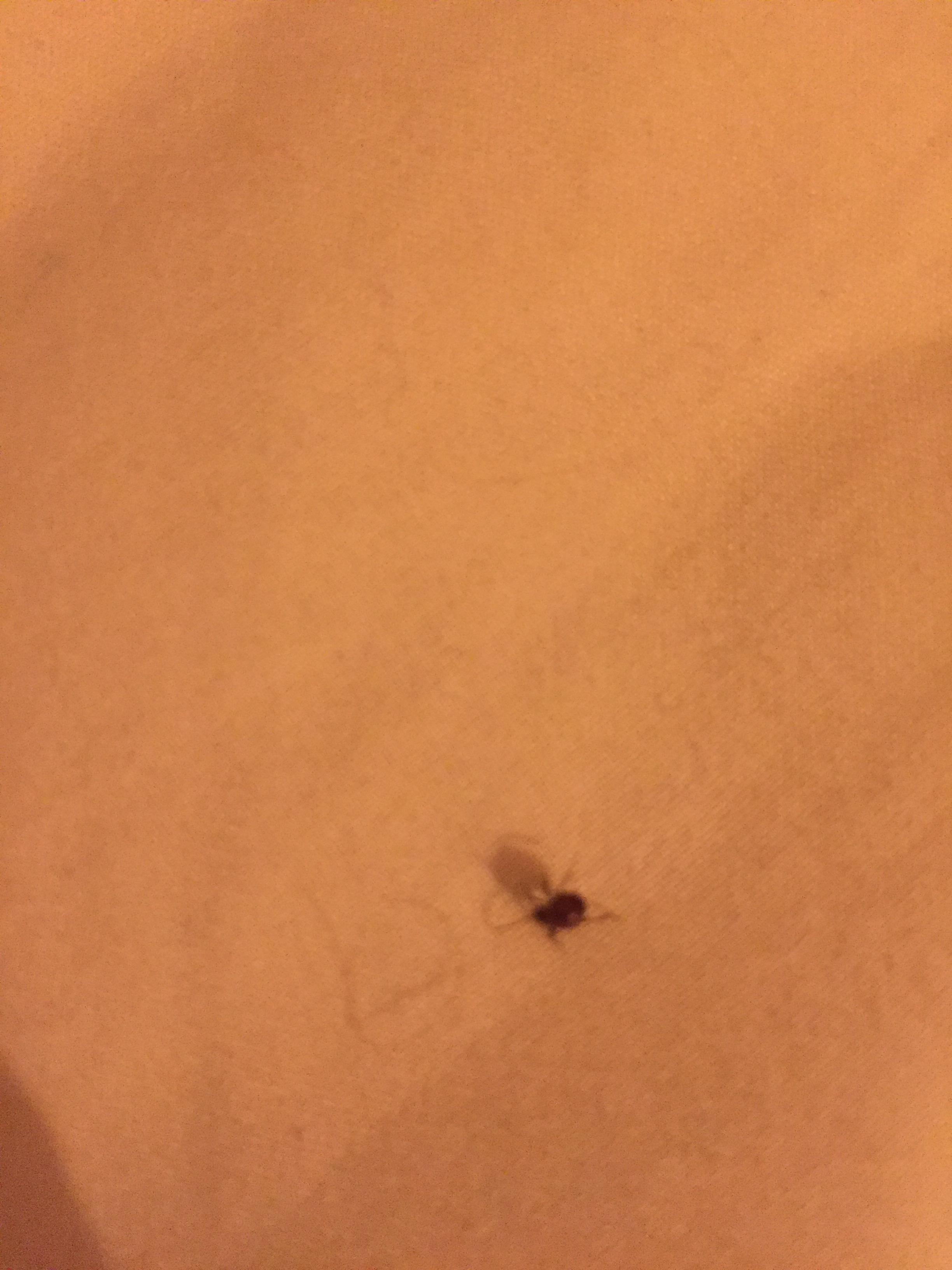 Found on my pillow? Tick? Spider? Bed Bug? (Live in Brooklyn) r