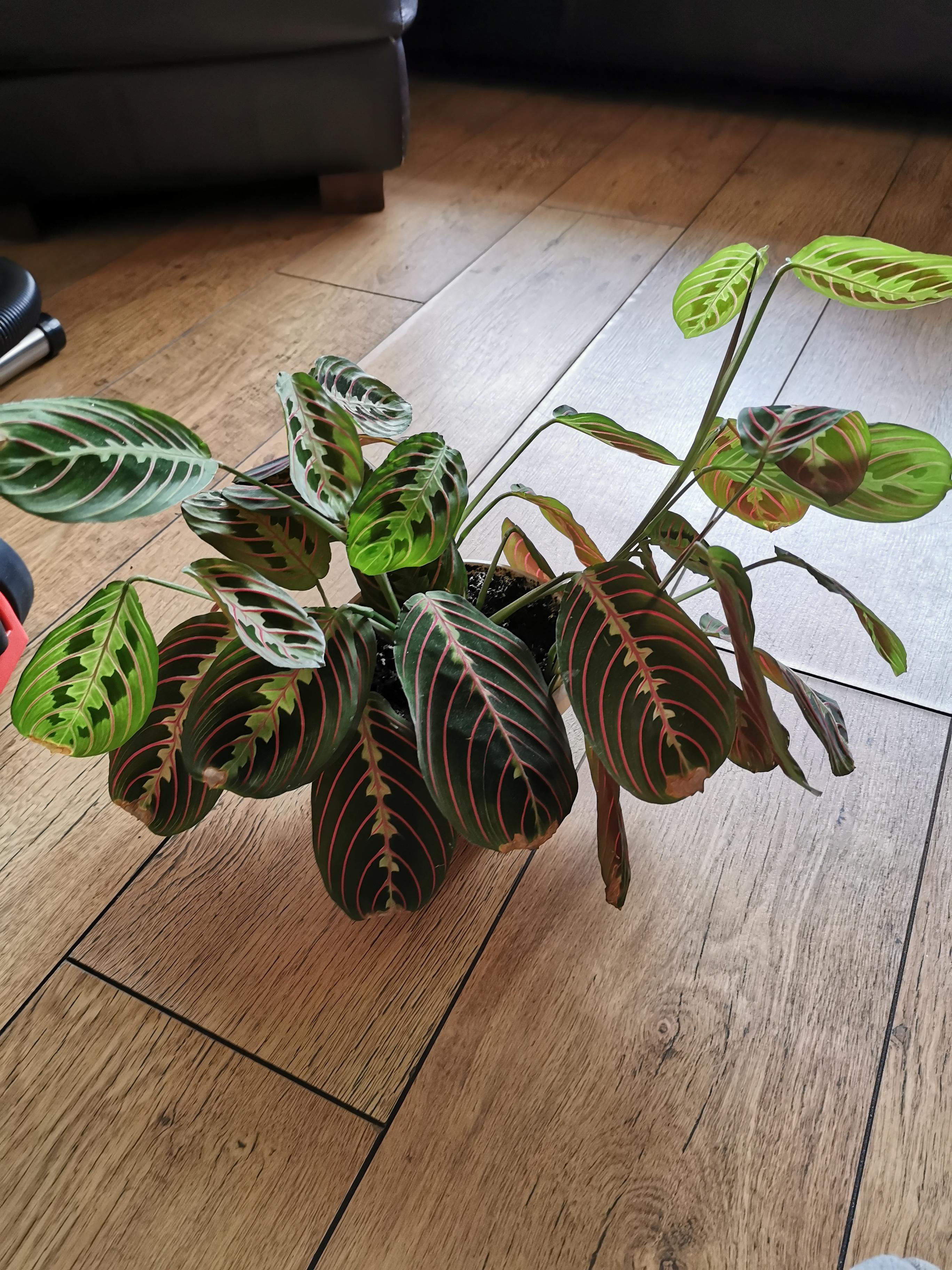 Help! Why is my prayer plant turning brown at the tops of the leaves