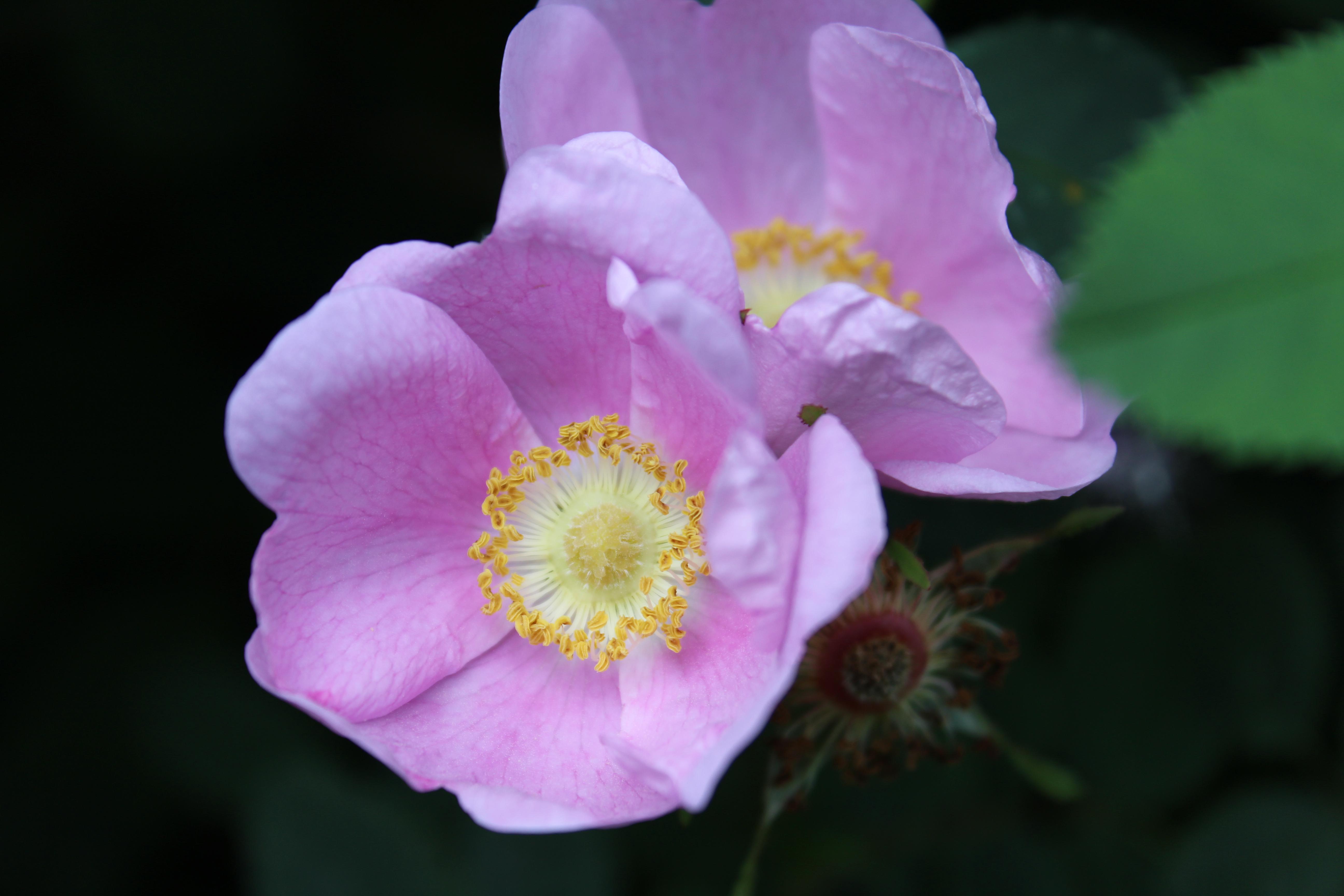 I'm a little proud of this one. Zoom Wild rose in