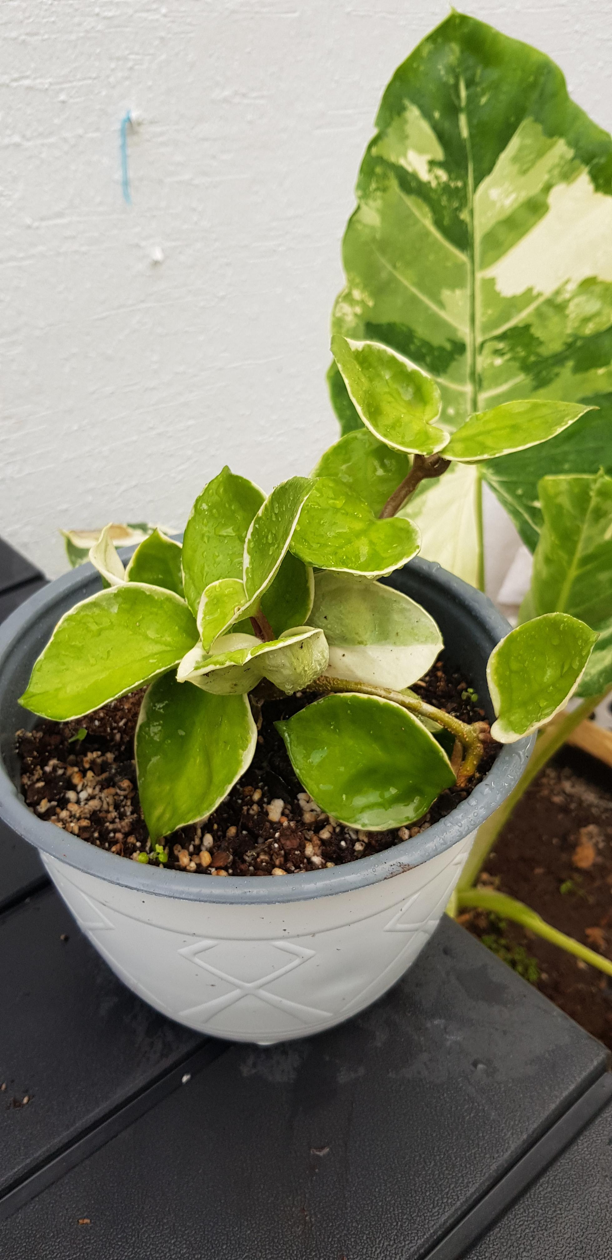 How fast does Hoya Krimson Queen grow? I bought this plant a month ago