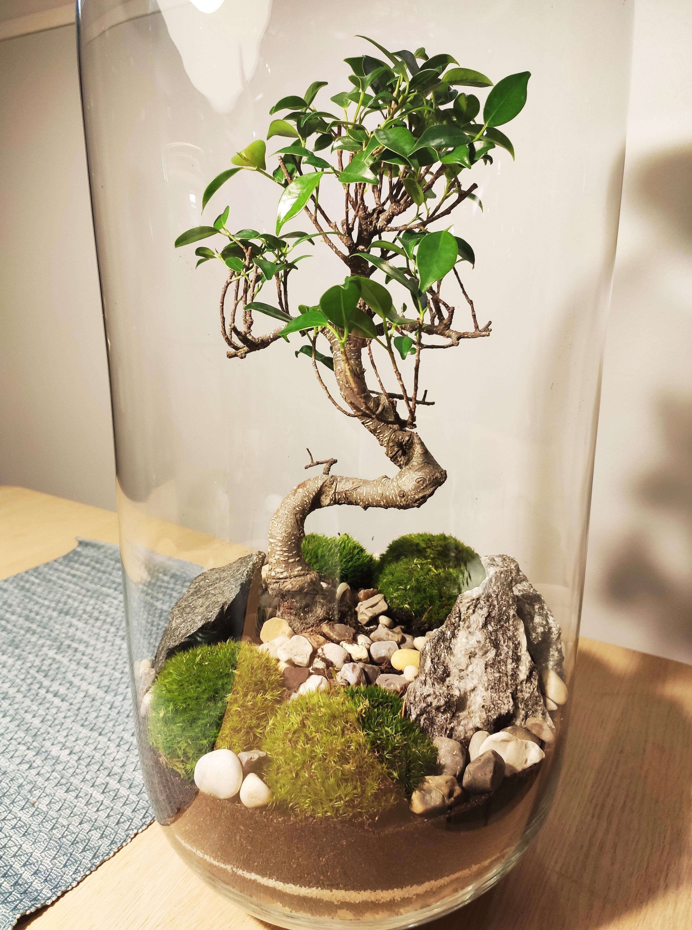 Bonsai Terrarium! r/terrariums