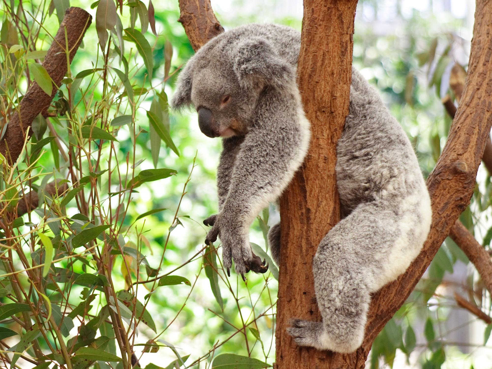 PsBattle This koala stuck in a tree