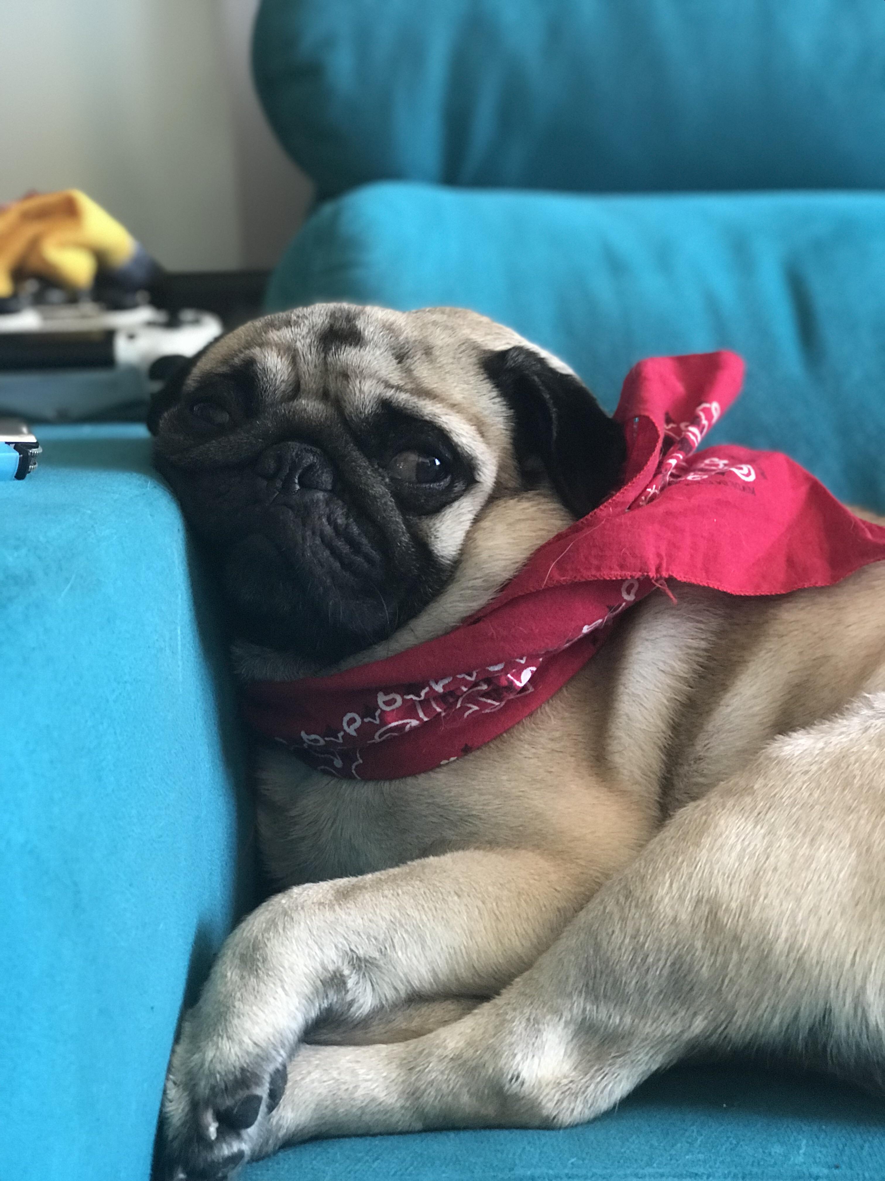 The best dog ever *_* r/pugs