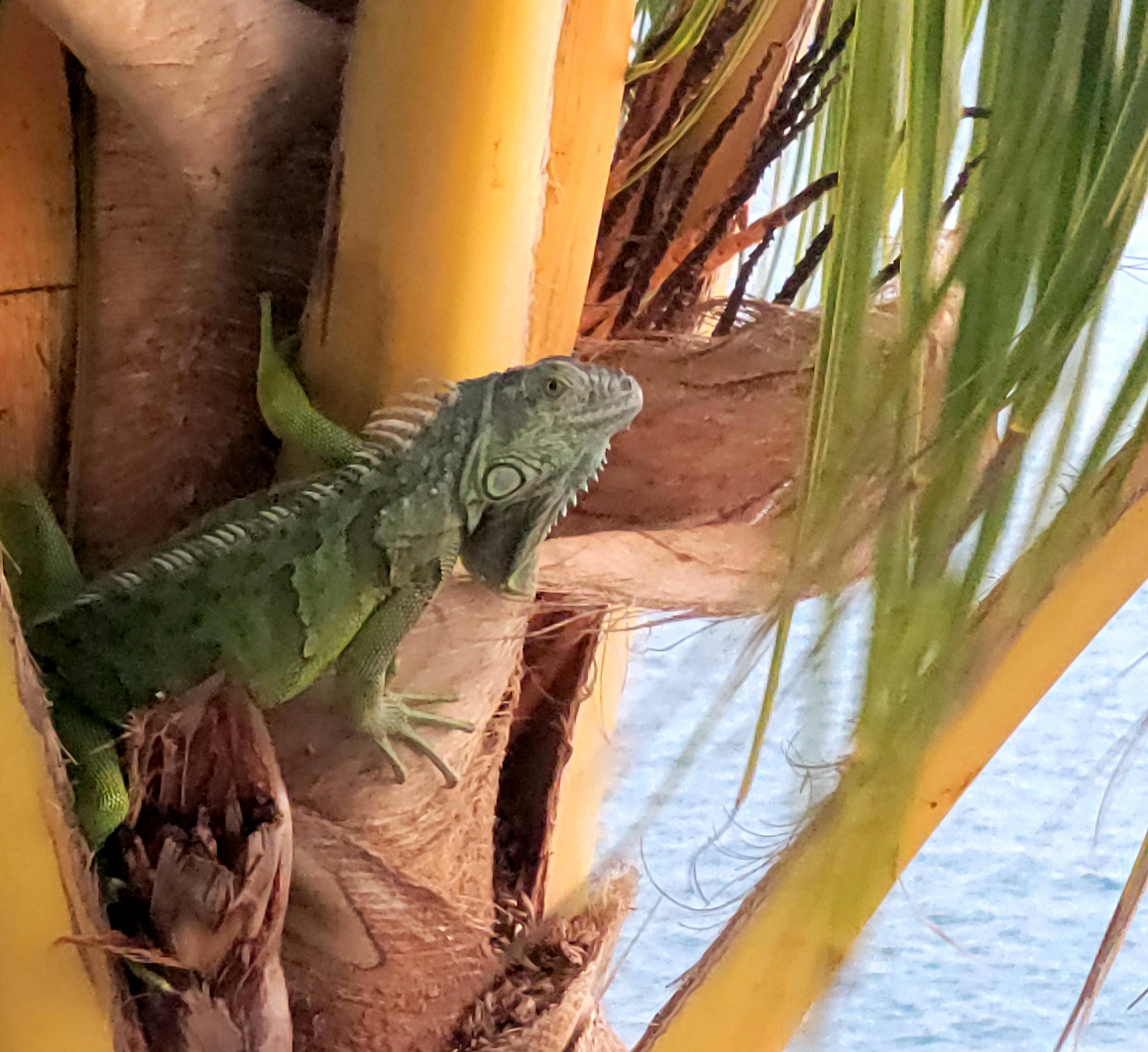 Key West iguana waiting for Elsa. Chickens to come later