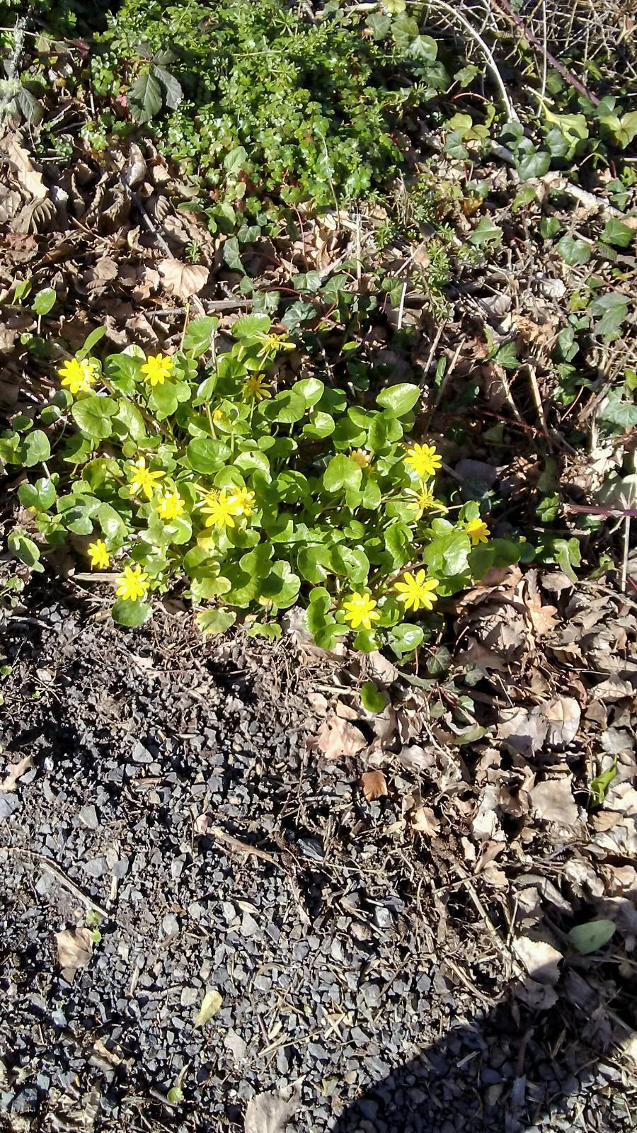 Blossom ignoramus what are these yellow flowers? r/Portland