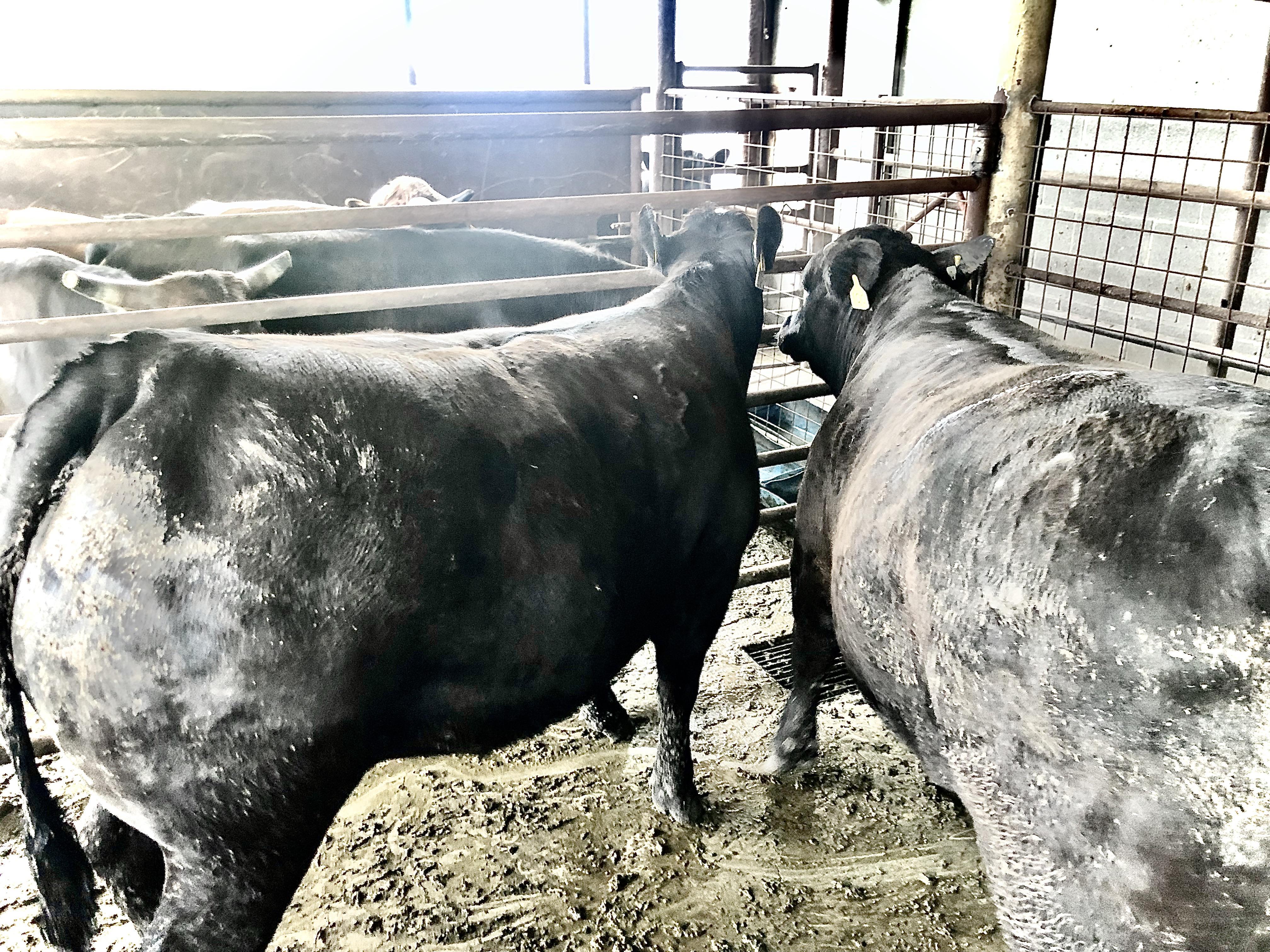 1220lb & 1260lb Wagyu heifers waiting to be slaughtered! Can’t wait to
