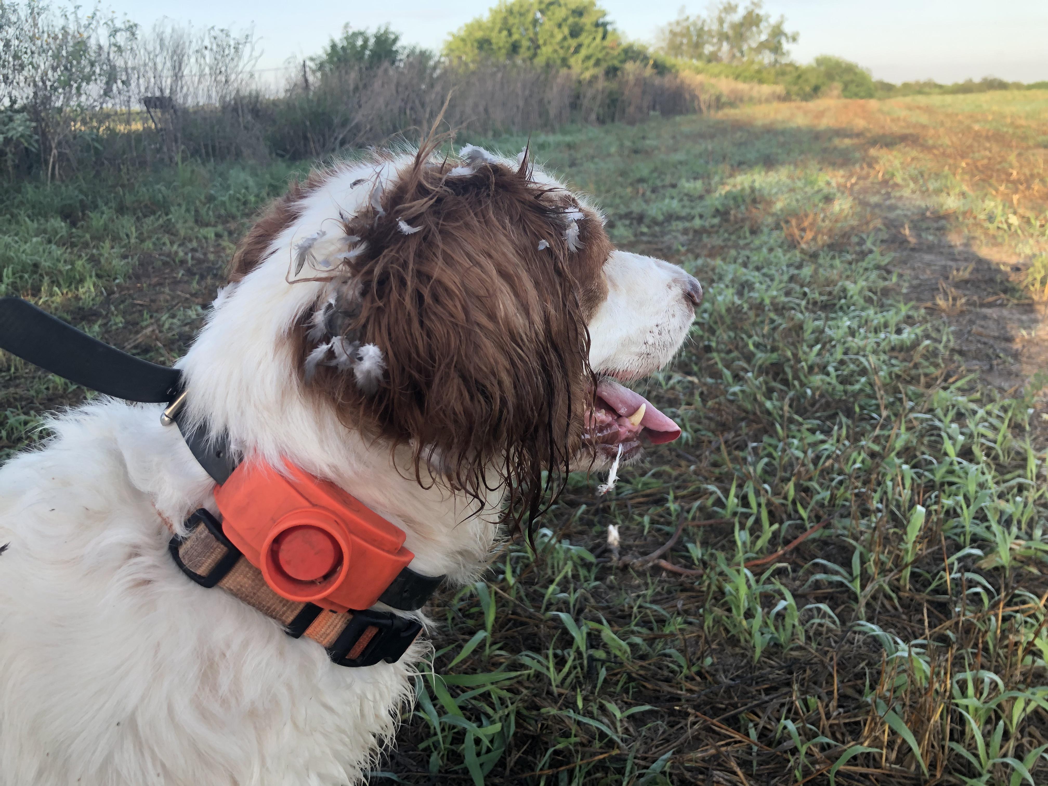 Rough and tumble morning. Prob nothing better for a hunting dog than