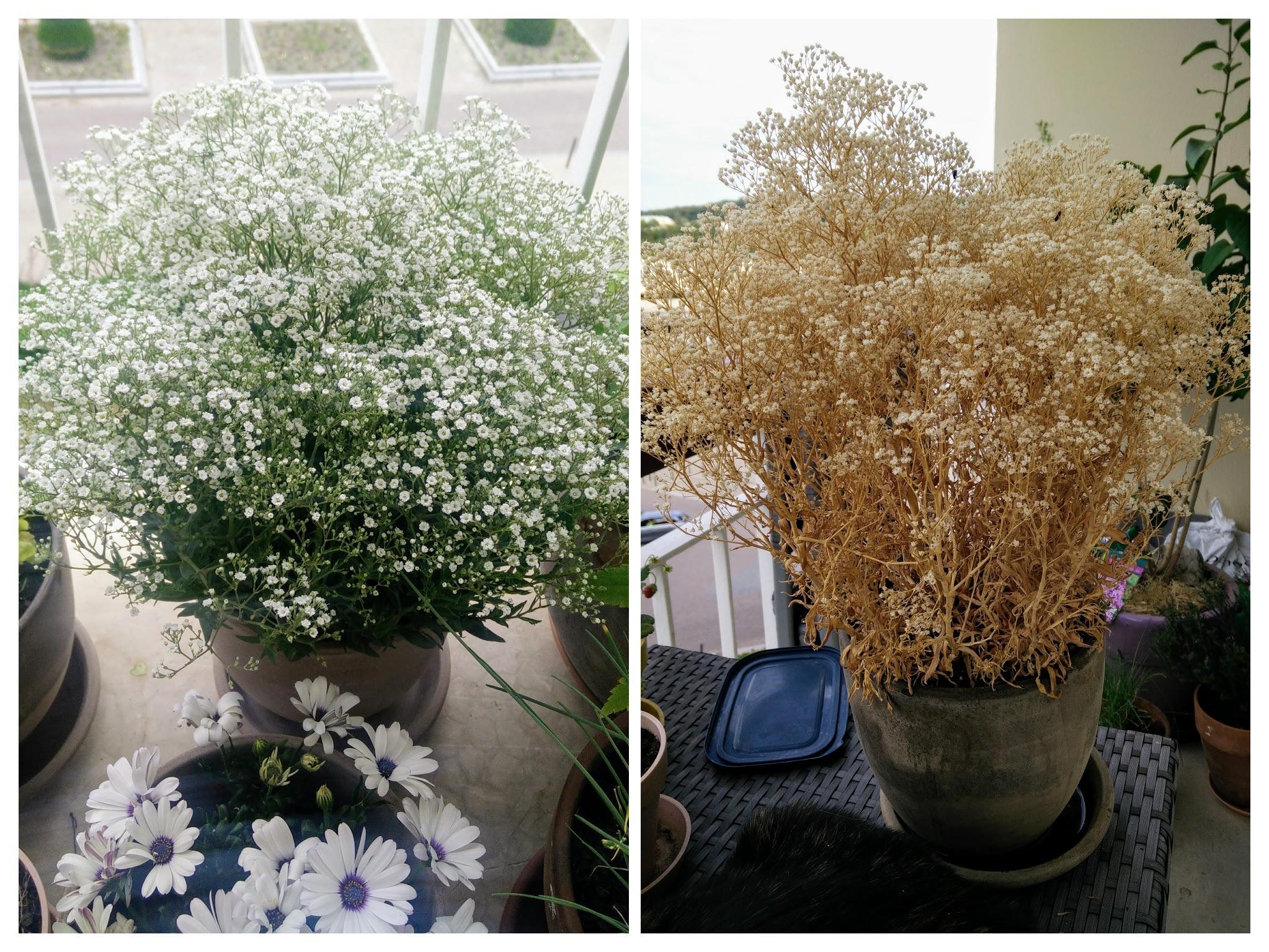 My gypsophile has dry, would you have any advice to give me? r