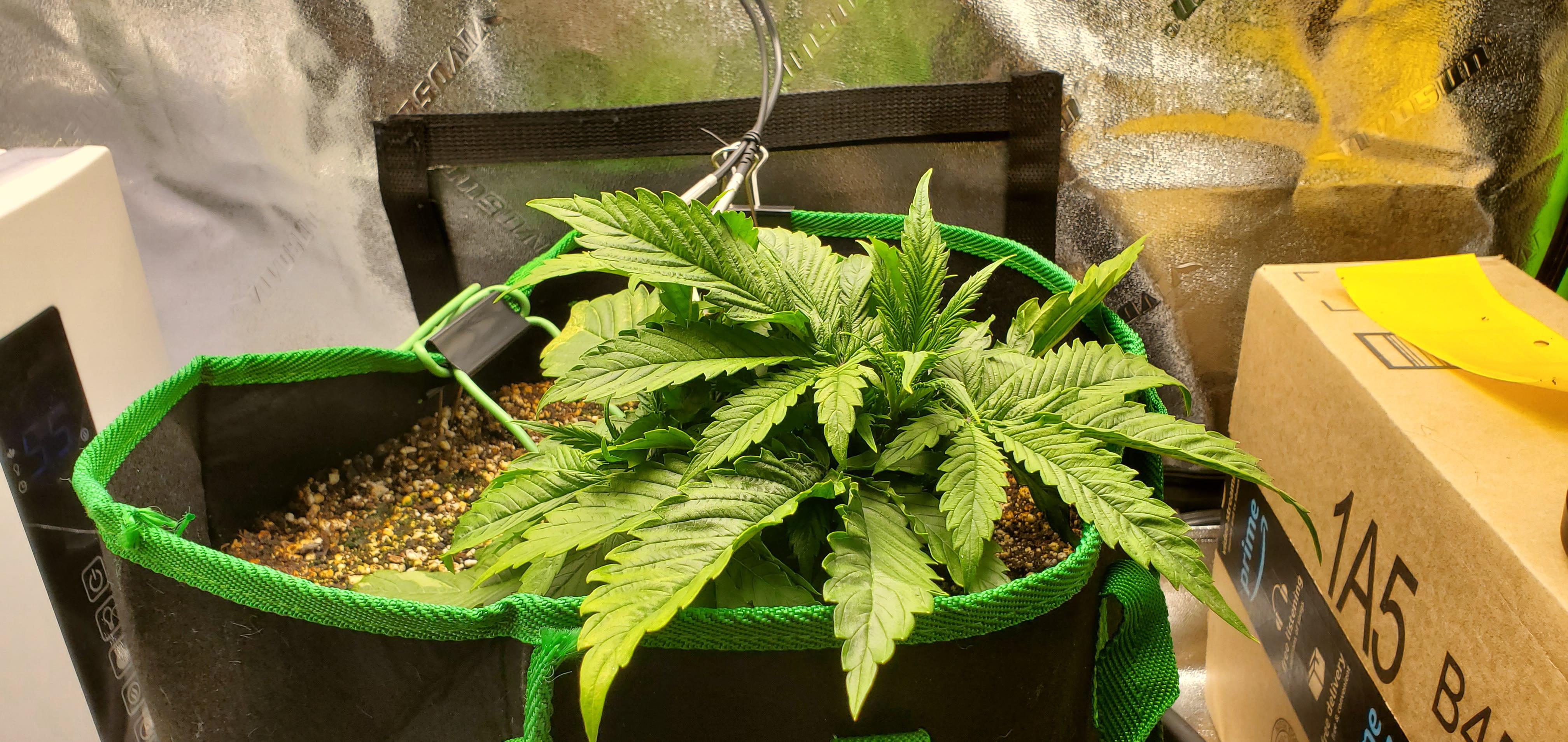 She's a bushy lass. Day 18 from sprout Pineapple Express, soil