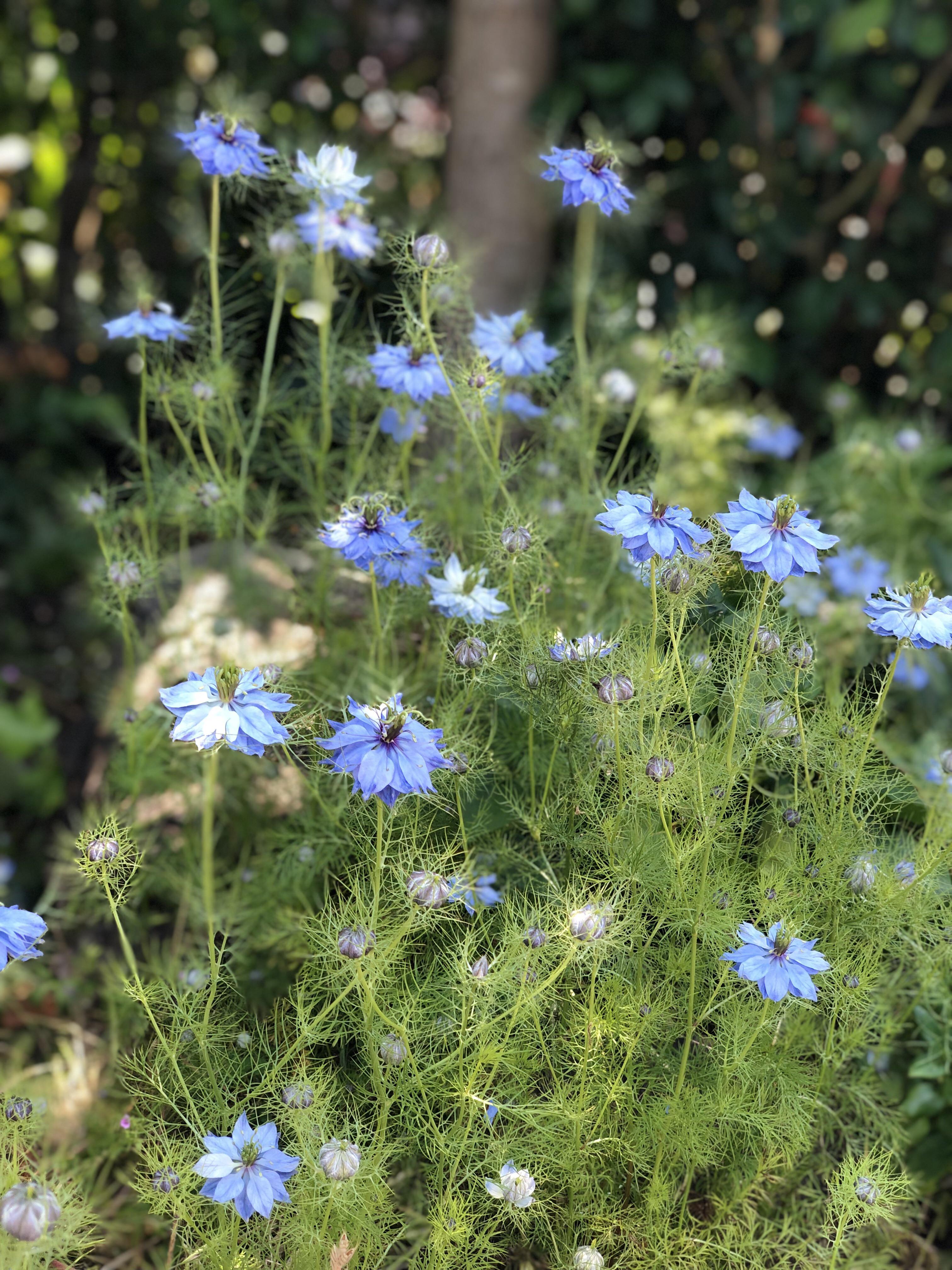 Marin county California flower r/whatsthisplant