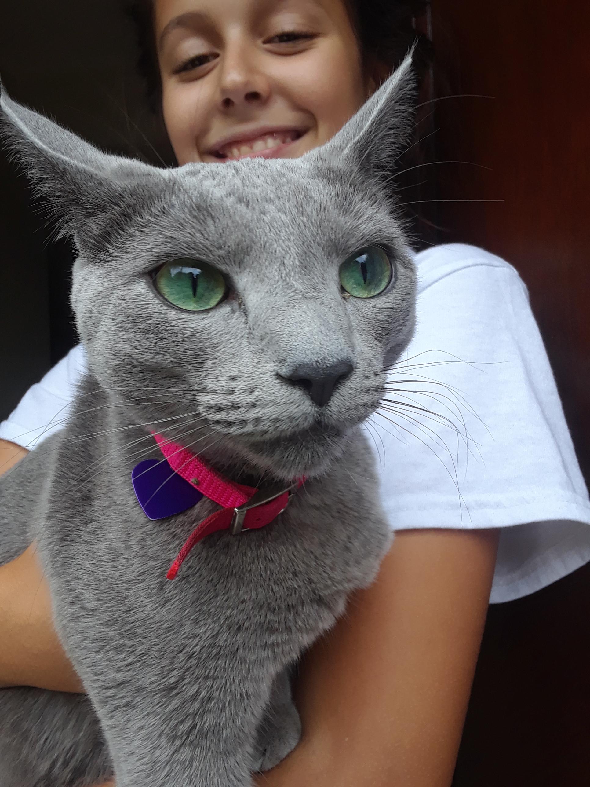 My friend's blue Russian cat r/aww