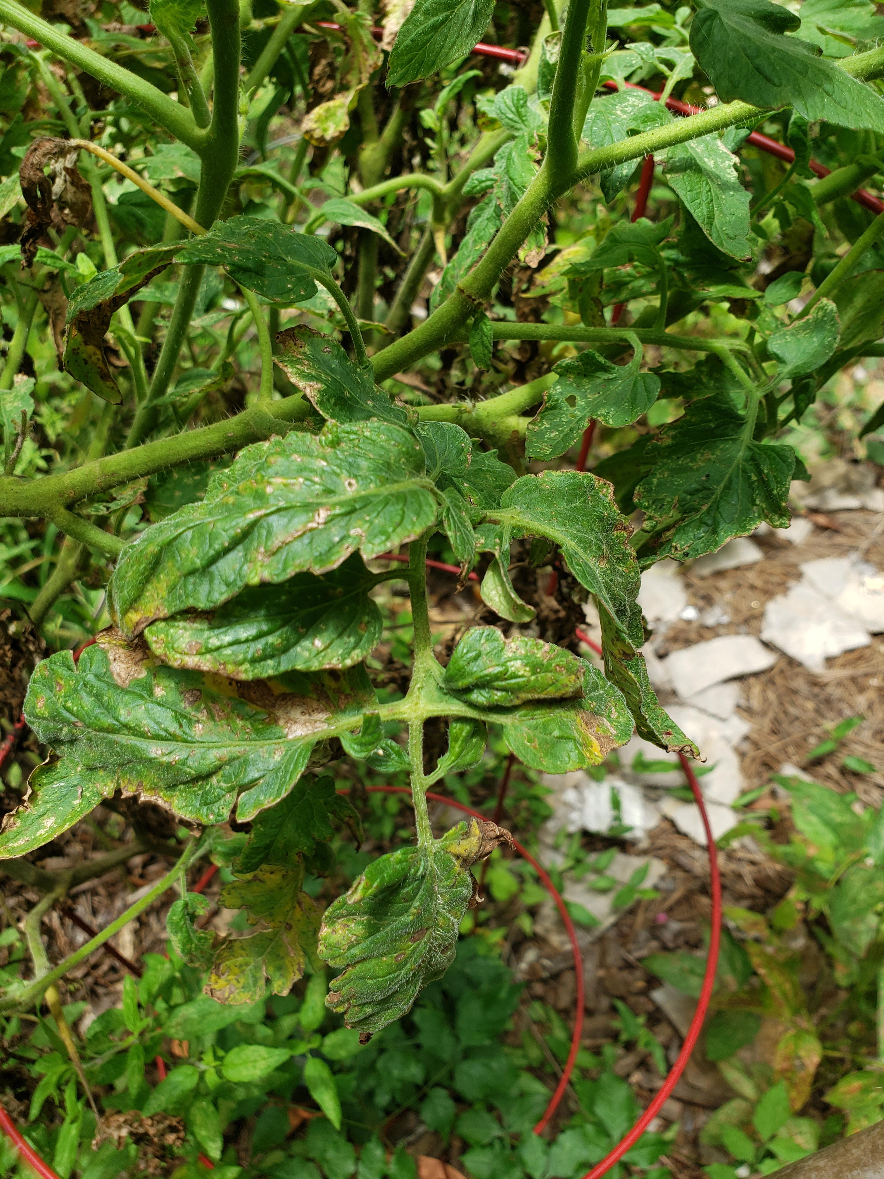 What is wrong with my tomato plant? r/vegetablegardening