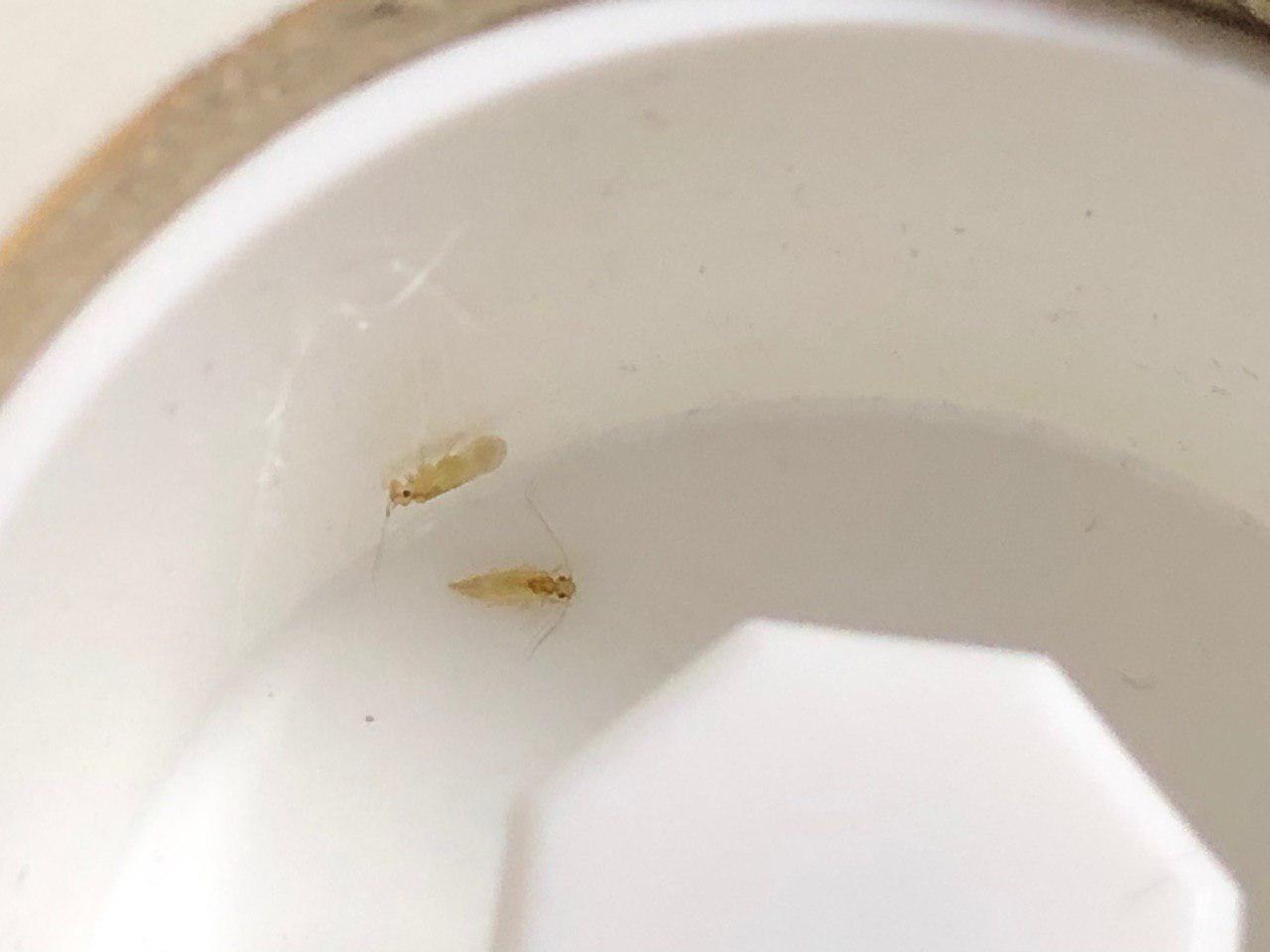 Bug ID request Bugs attracted to light & on ceiling (Singapore) r/whatsthisbug