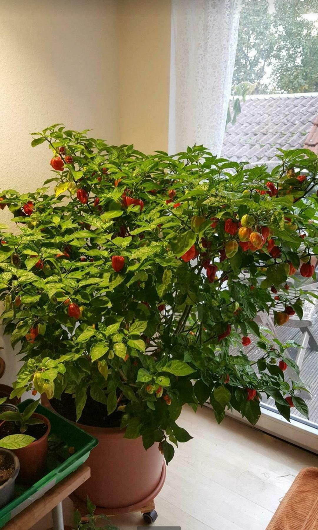 4 year old Carolina Reaper plant (tree) before I picked 3 kilo of