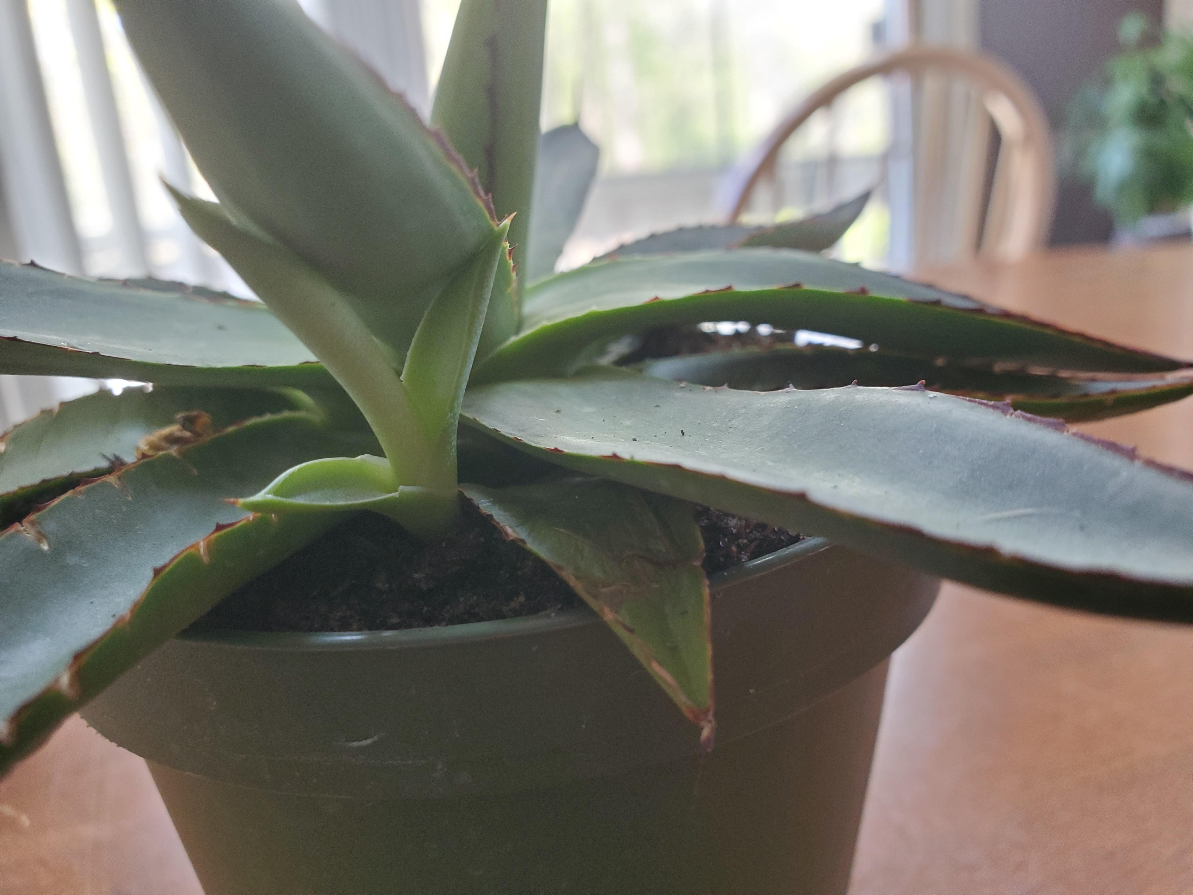 Baby agave! Is it time to give it it's own home? r/plant