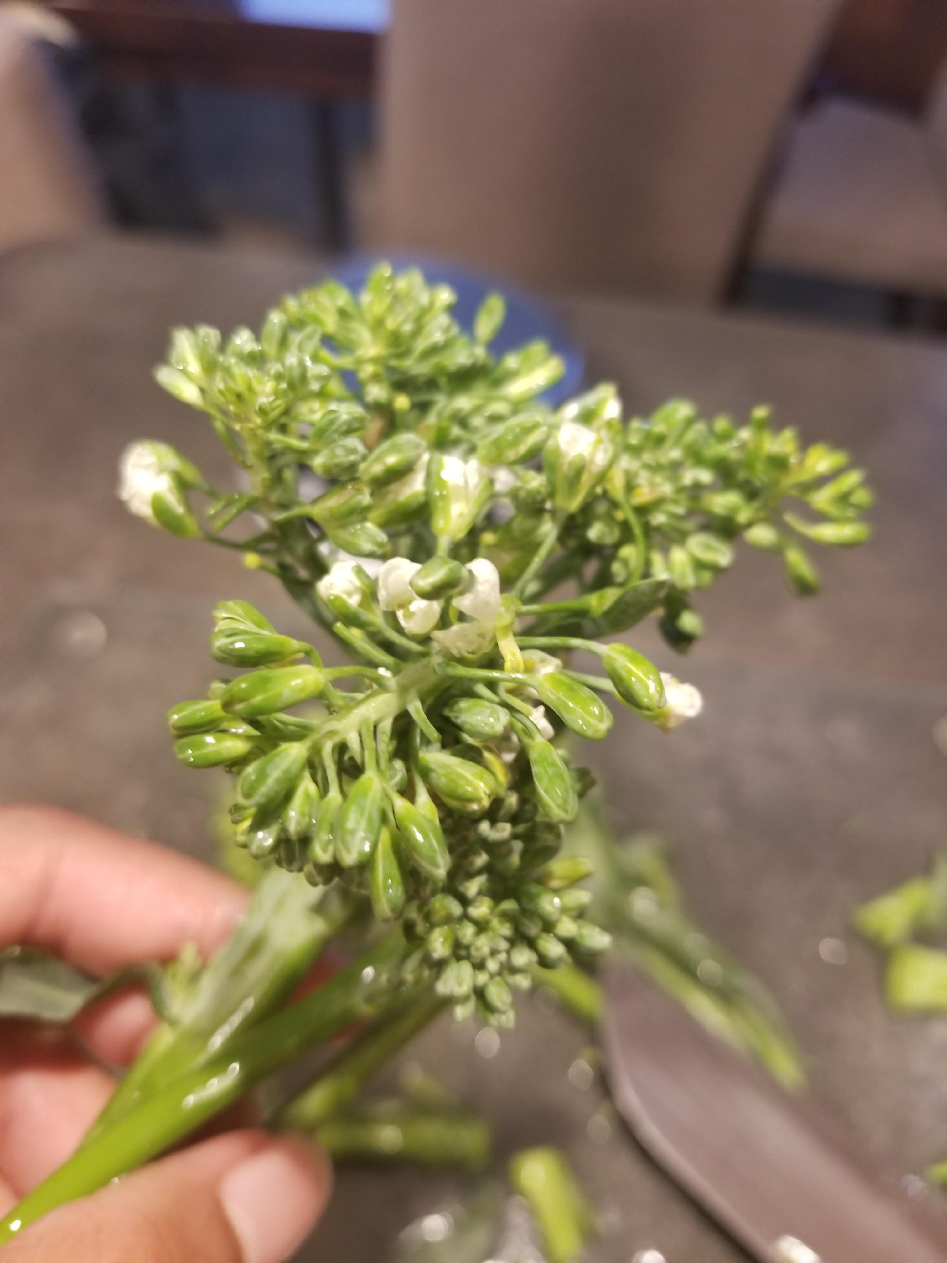My Broccolini Bloomed Into Small White Flowers r/mildlyinteresting