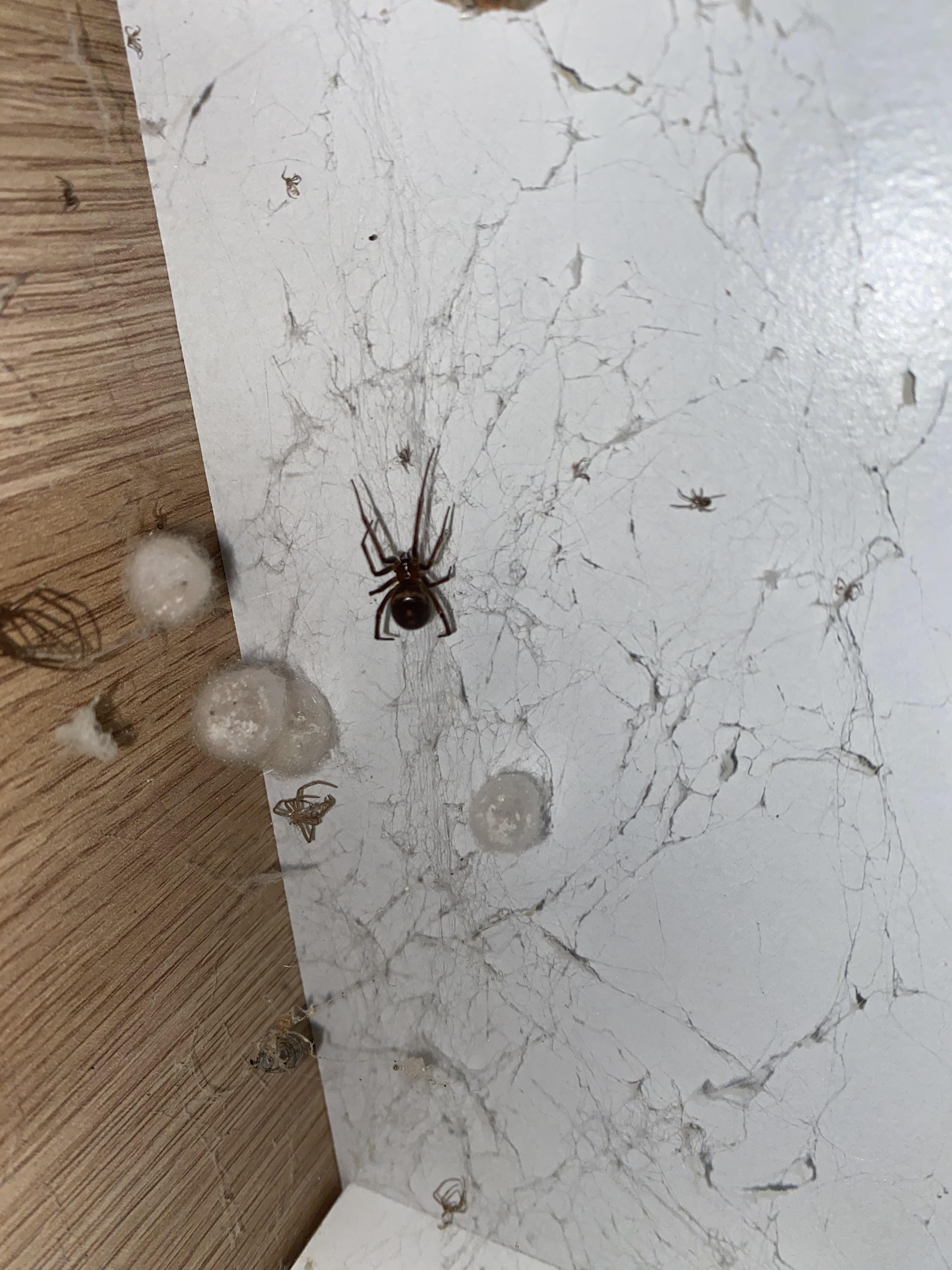 Found this spider and her egg sacs under a wardrobe. How can I safely