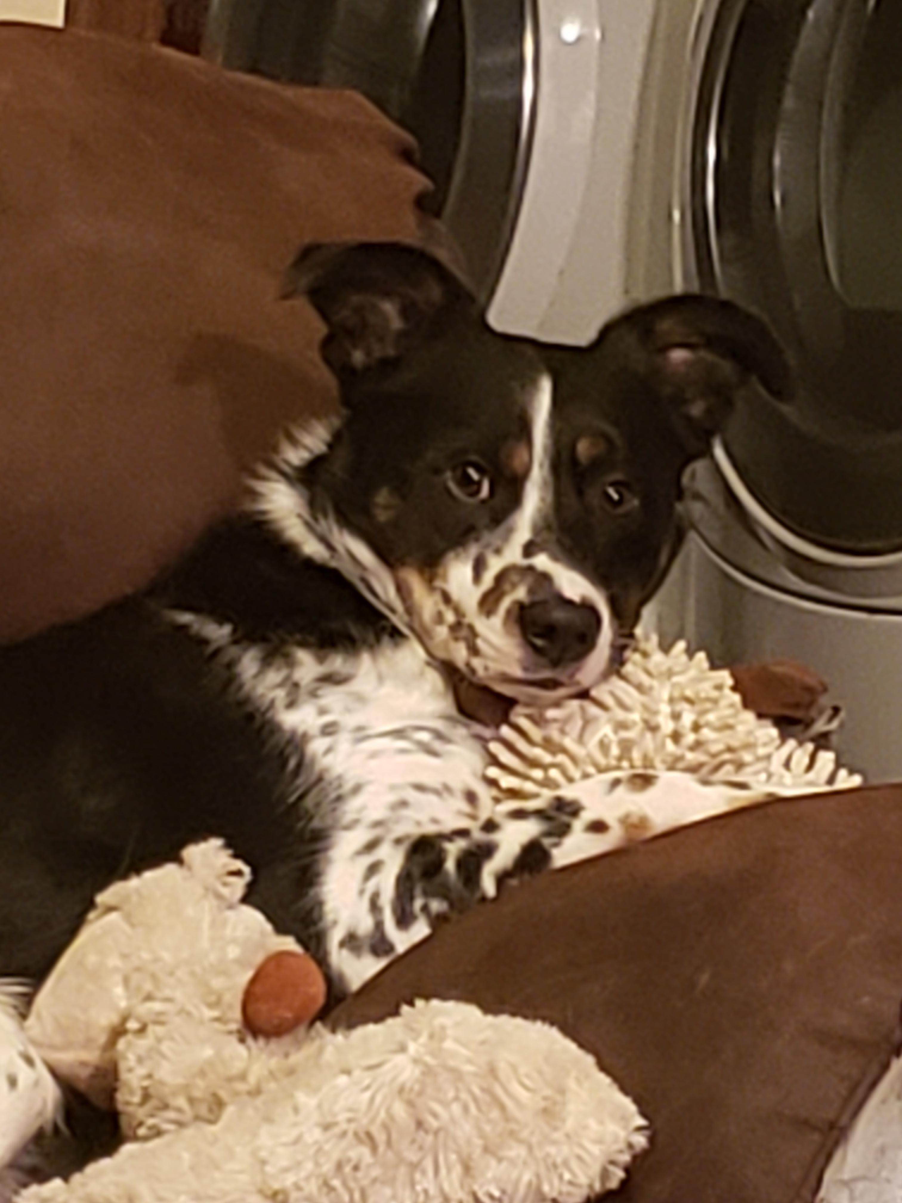 Ethan a need to know when Spencer's birthday is because I'm convinced he and my dog Percy are