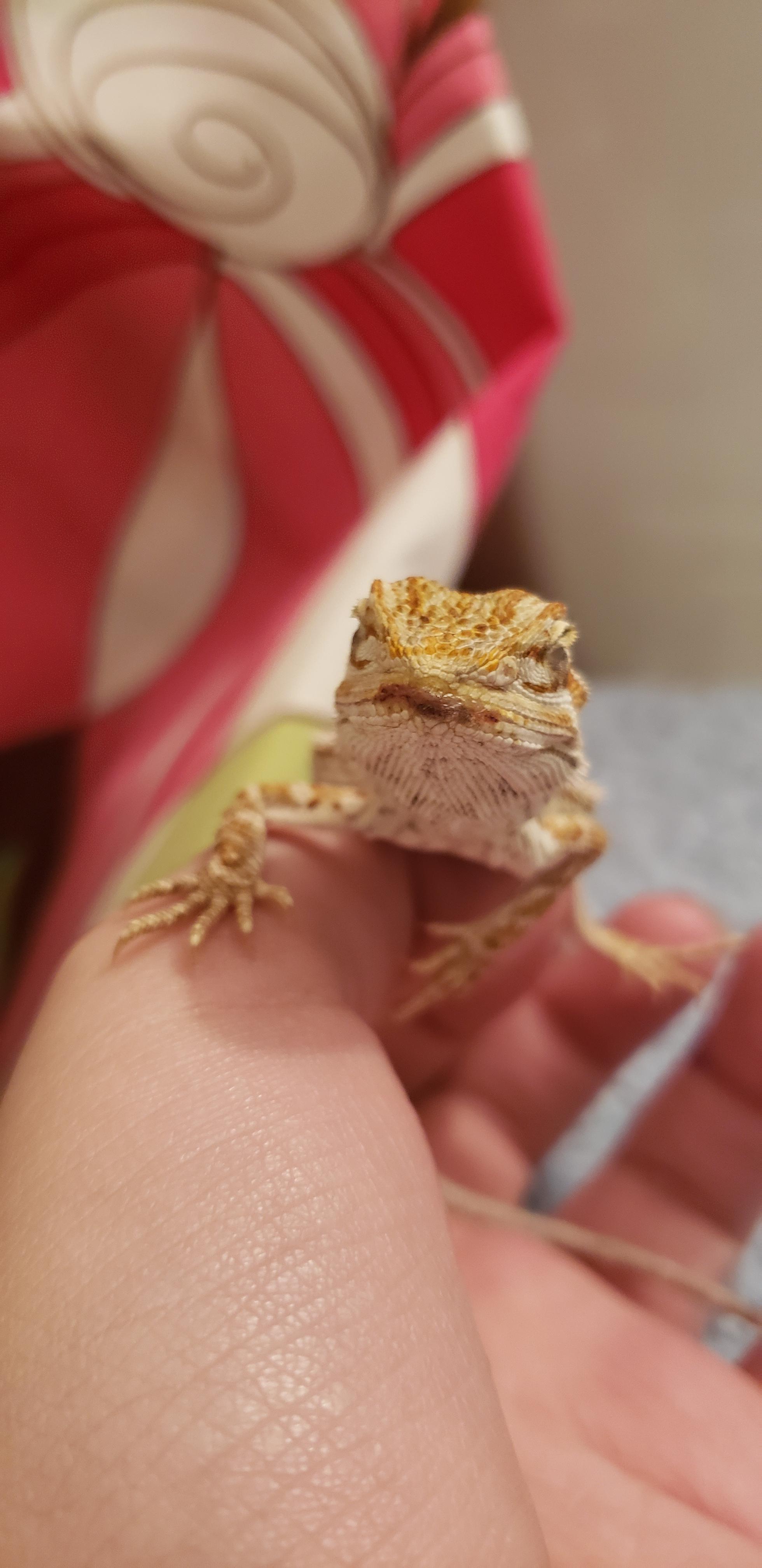 can anyone tell me whats on my beardies mouth r/BeardedDragons