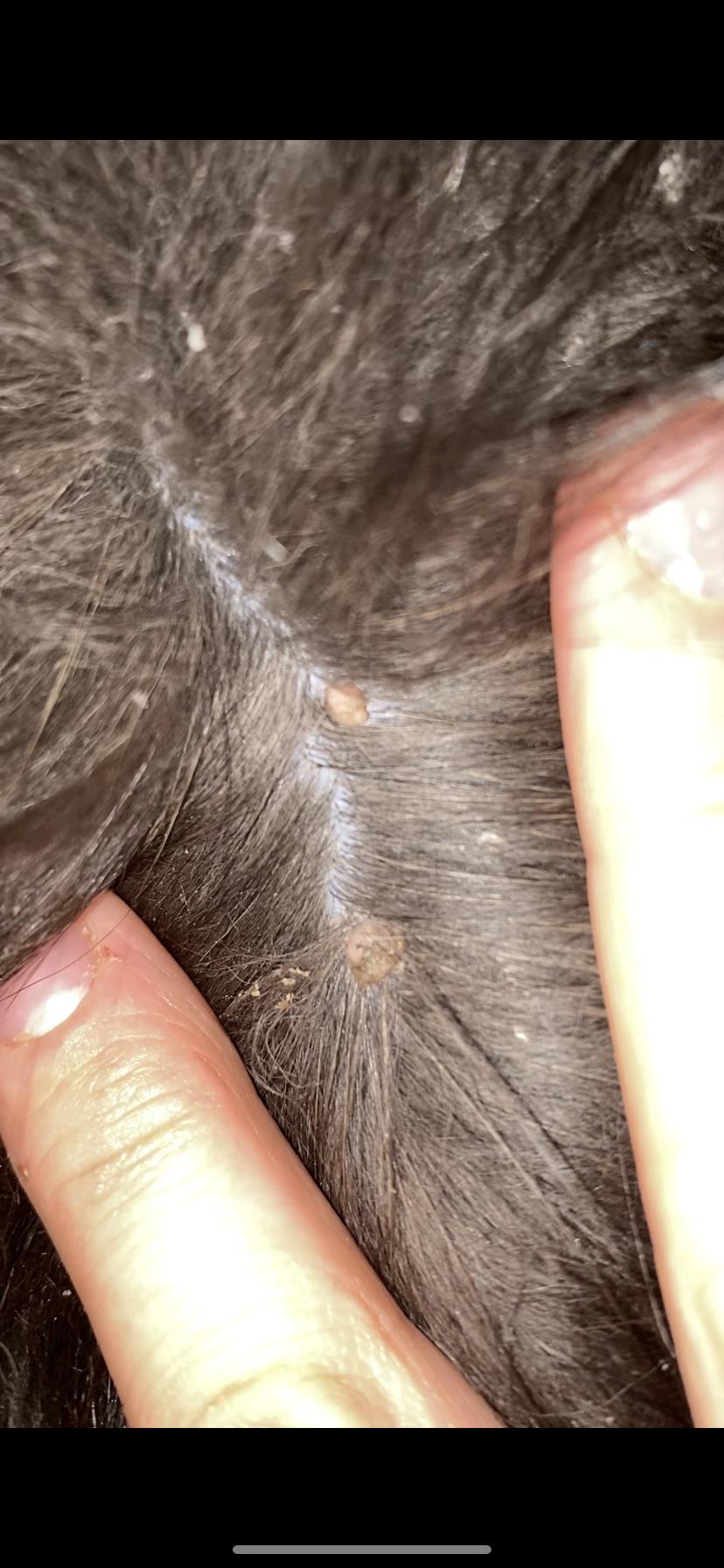 Are These Just Normal Skin Tags? Or Something That I Should Be Concerned About And Take My Little Baby To The Vet Right Away? I've Googled Cat Skin Tags And They Don't