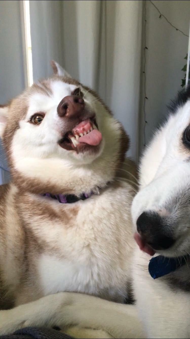 As requested, more photos of Taffy, the sleeve eating dog. r