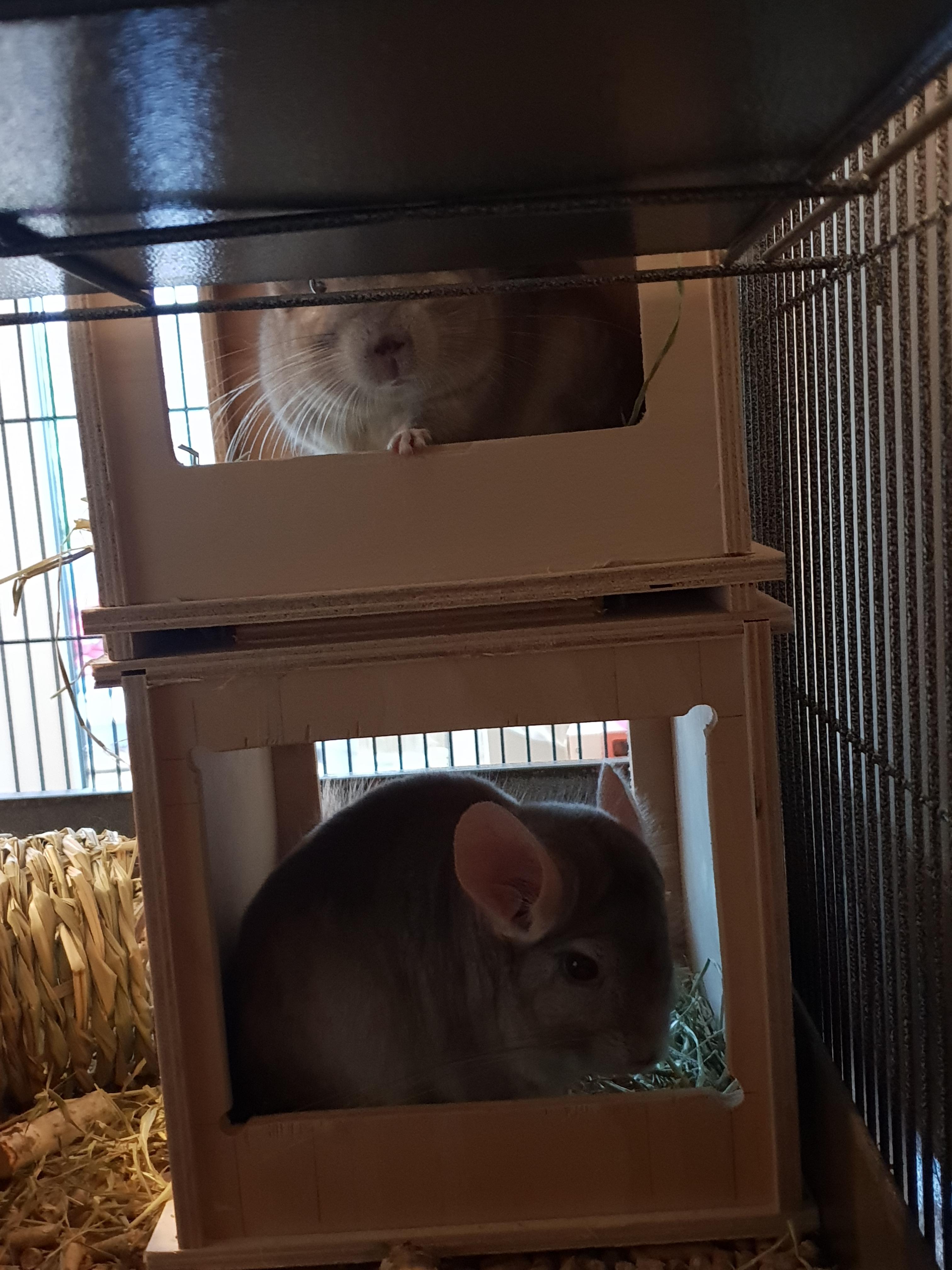 Chinchilla apartments ) r/chinchilla