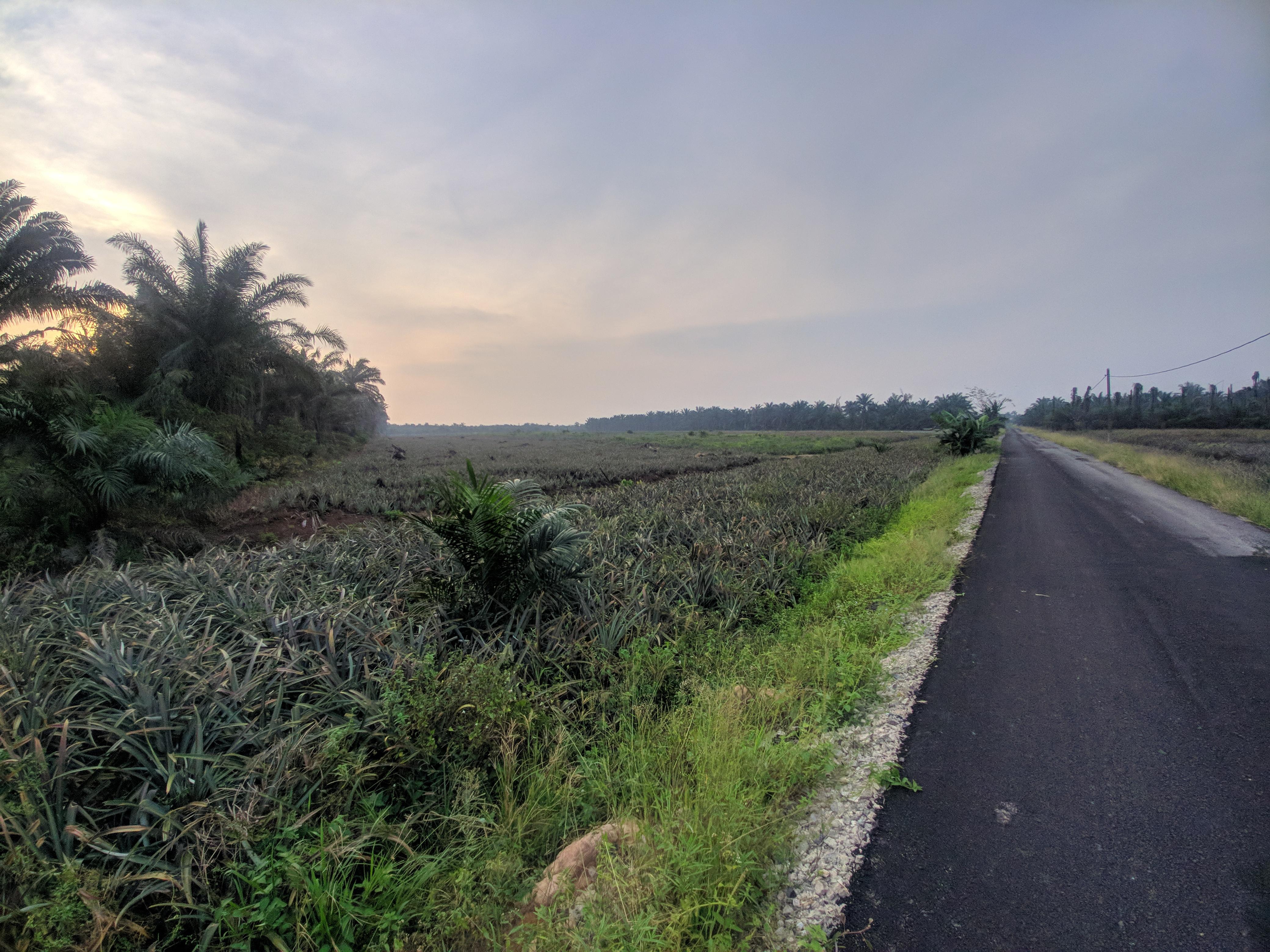 Pineapple Farm. Sanglang Pontian. r/malaysia