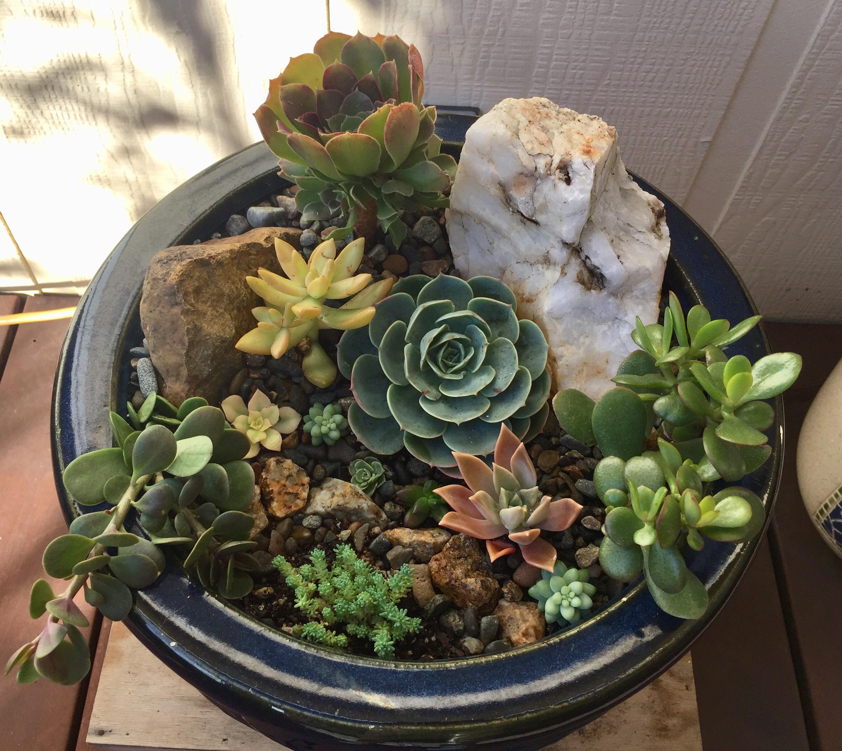 This warm weather has put me in full plant mode 😌 r/succulents