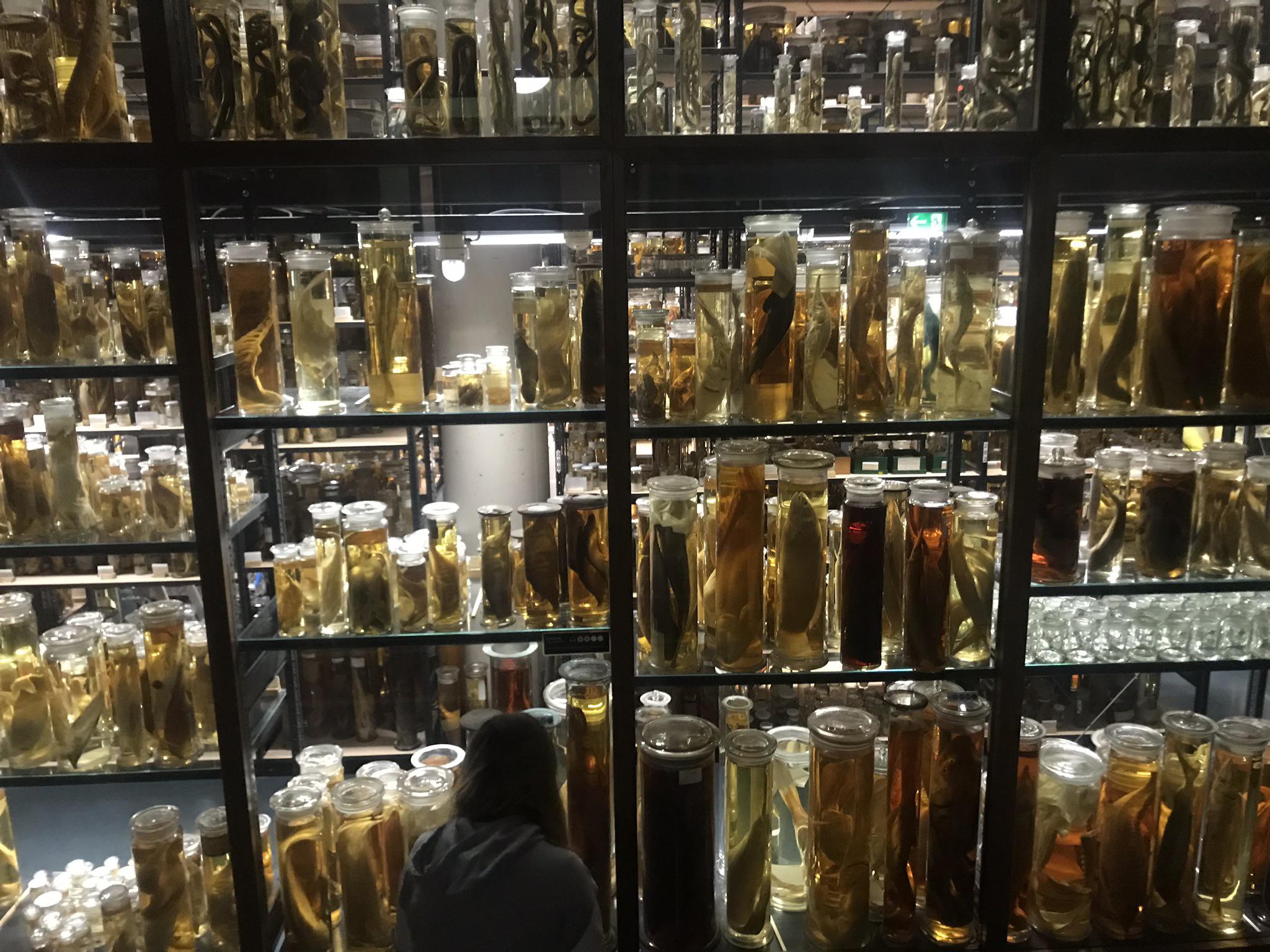 This wall of preserved sea creatures in a museum r/mildlyinteresting