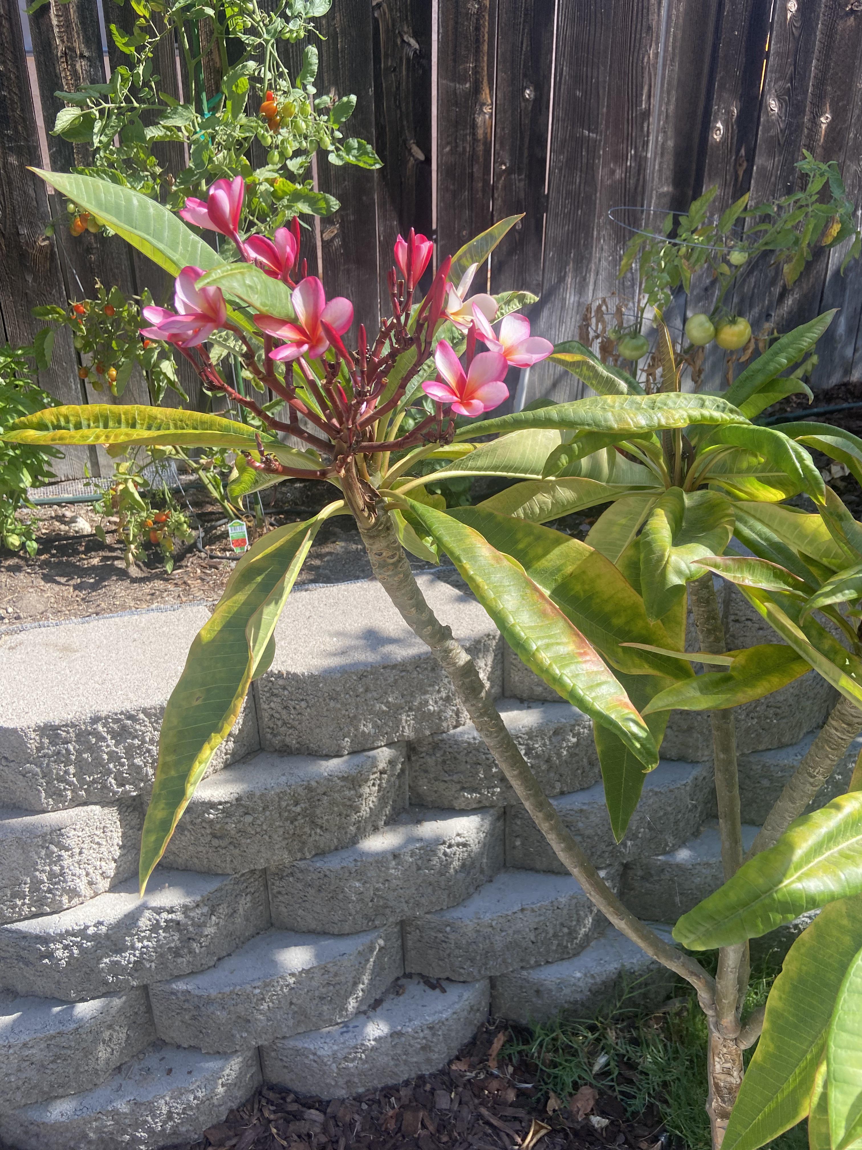 Why is my plumeria yellowing? r/gardening