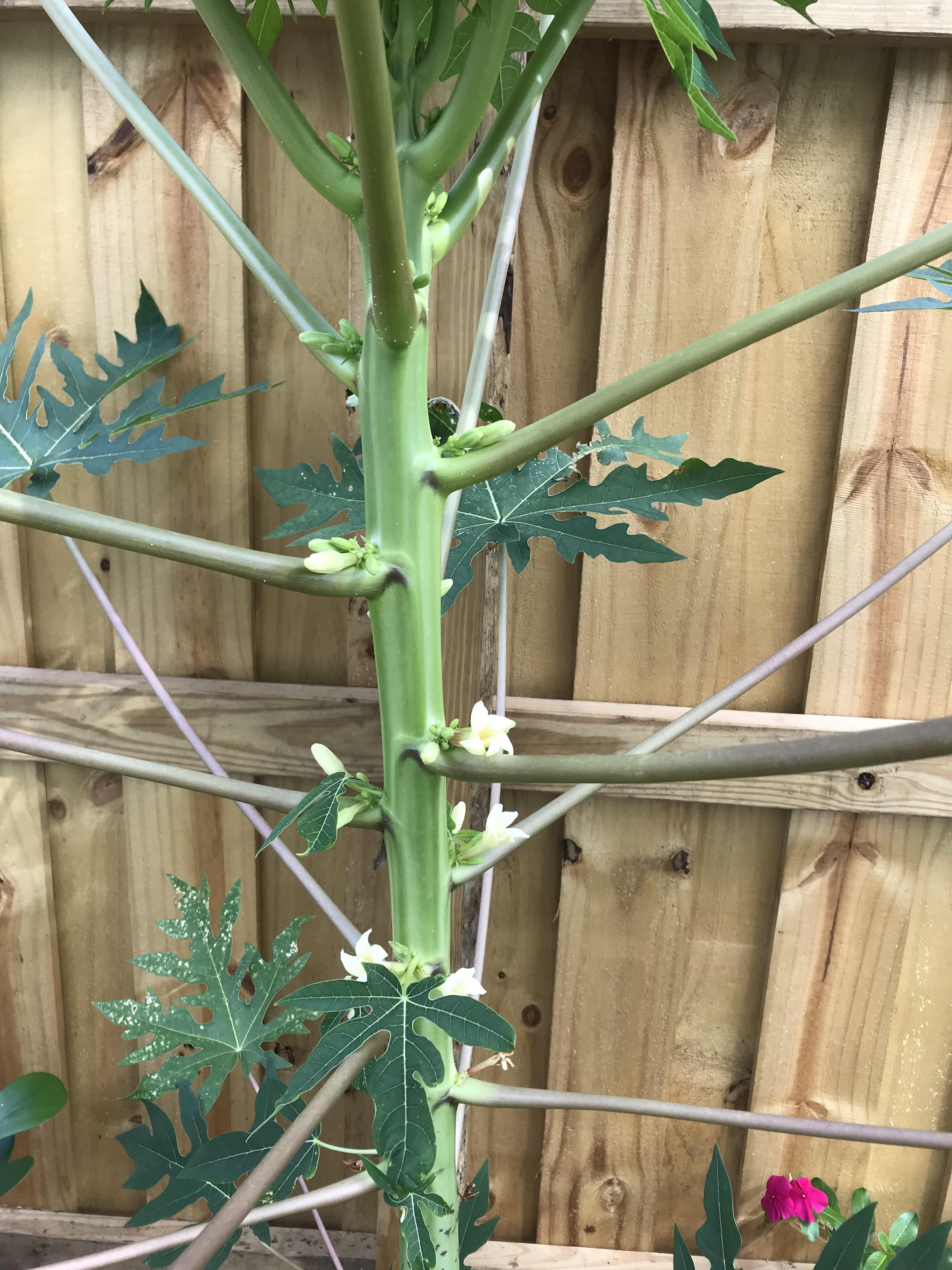Male or female papaya tree? r/whatsthisplant