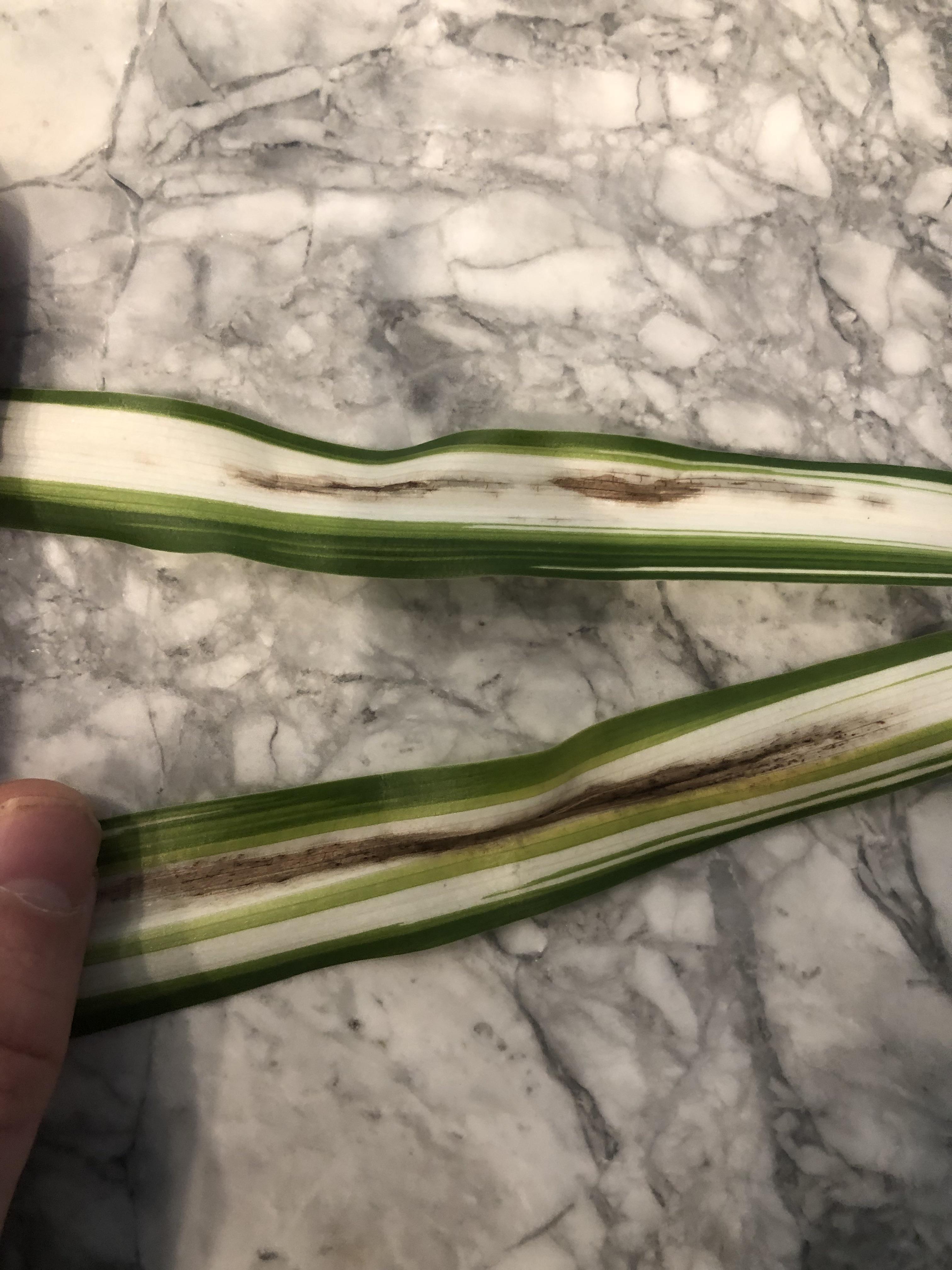 Anyone know what is causing this browning on the leaves of my spider