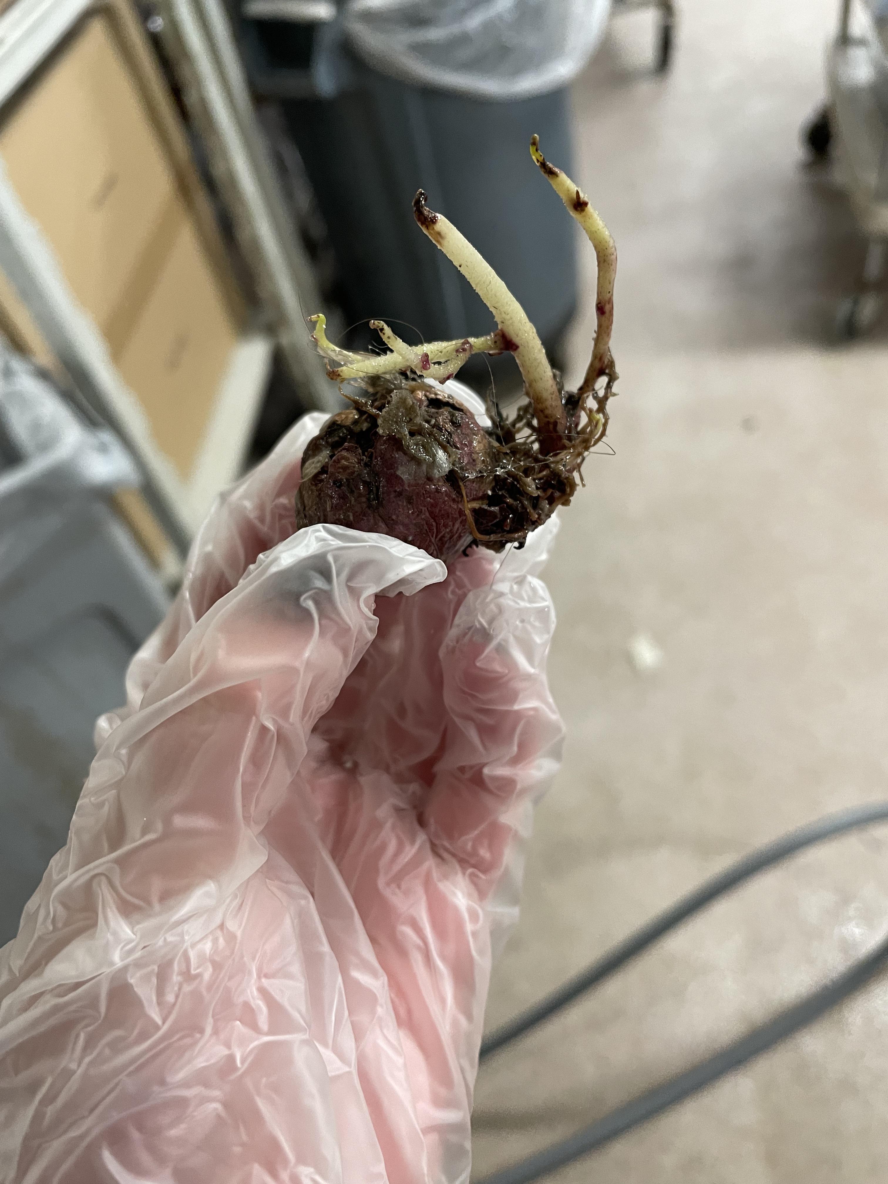 Found a walnut at work.. Any advice for helping him grow into a strong