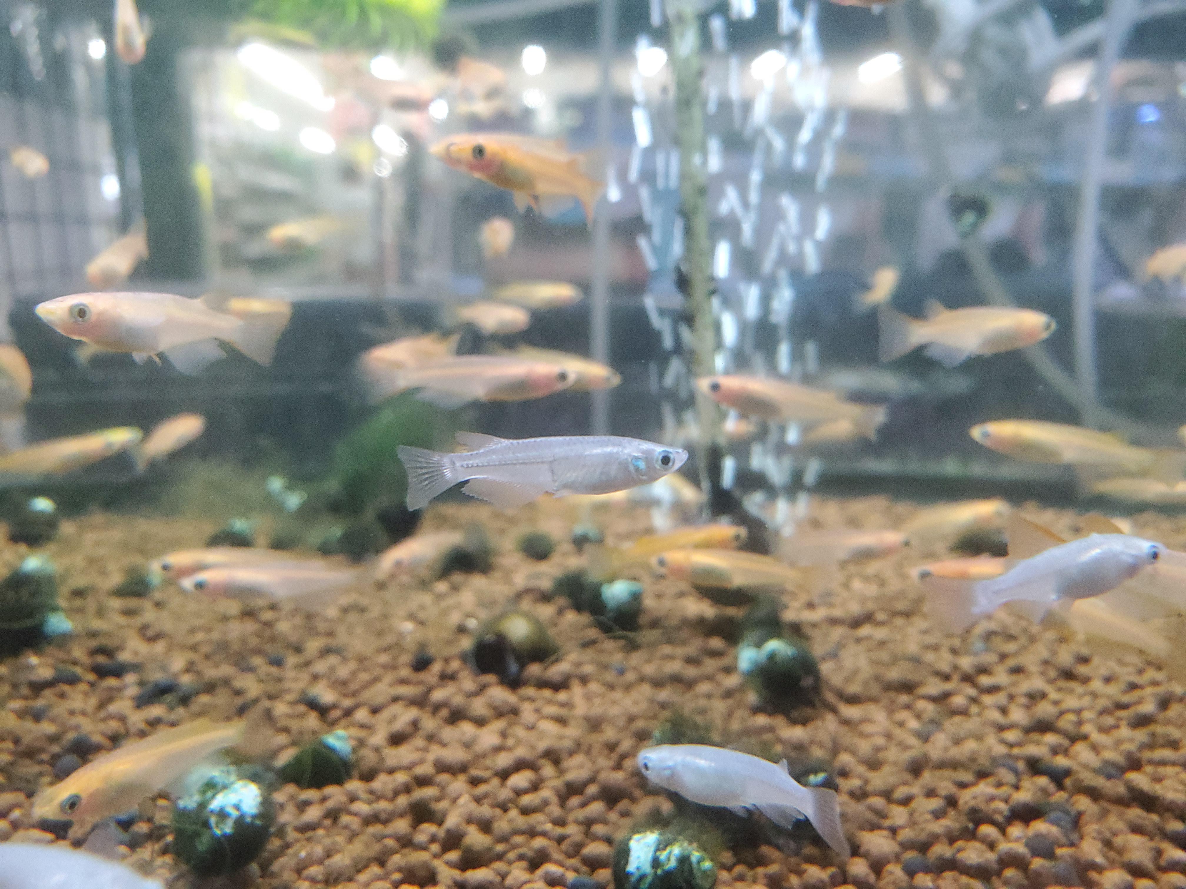 Japanese rice fish in action! Medaka! r/Aquariums