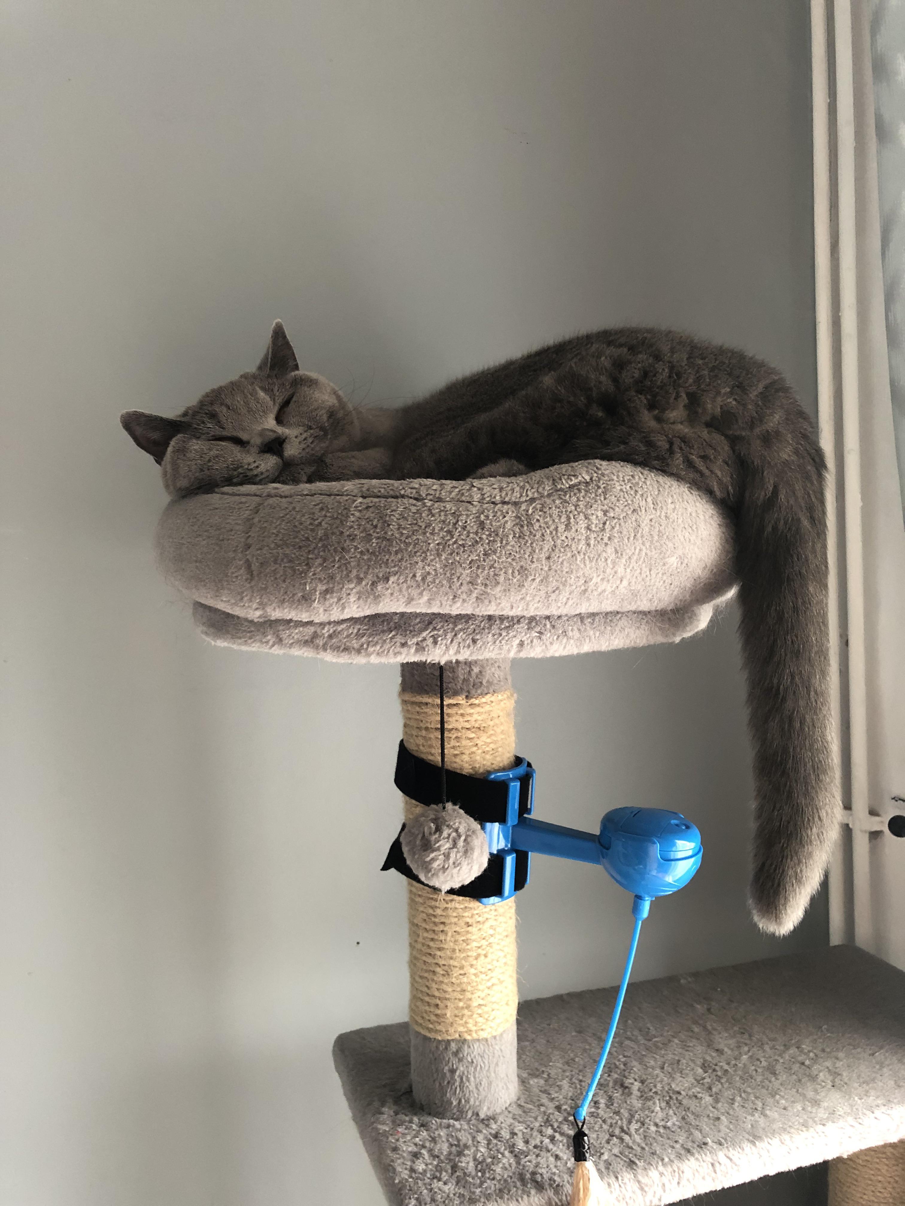 Any for XL cat towers (UK)? Walt is our smallest yet a