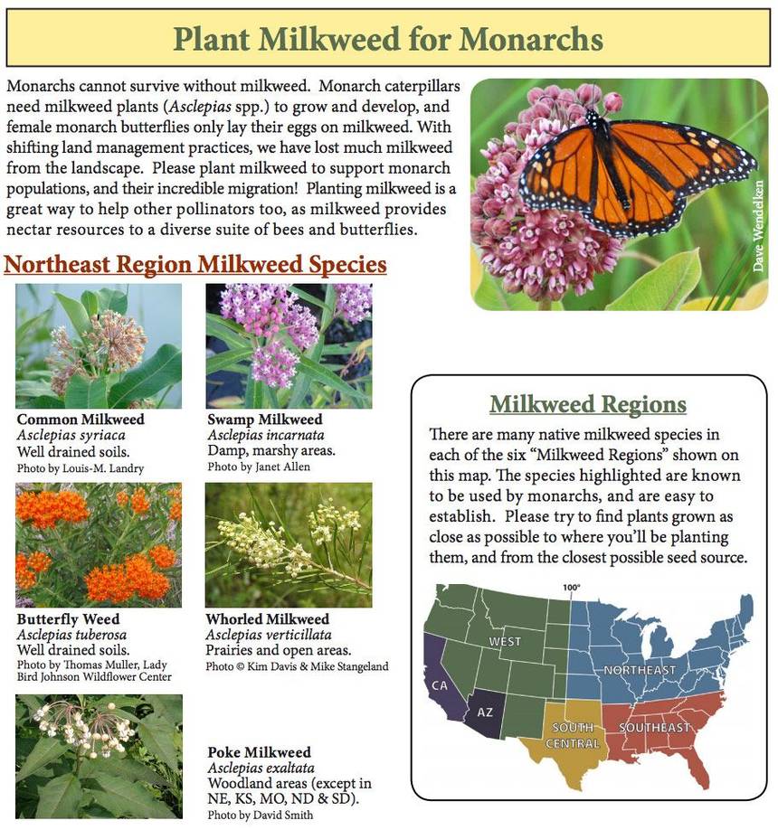 Where can I buy Milkweed Plants r/Rochester