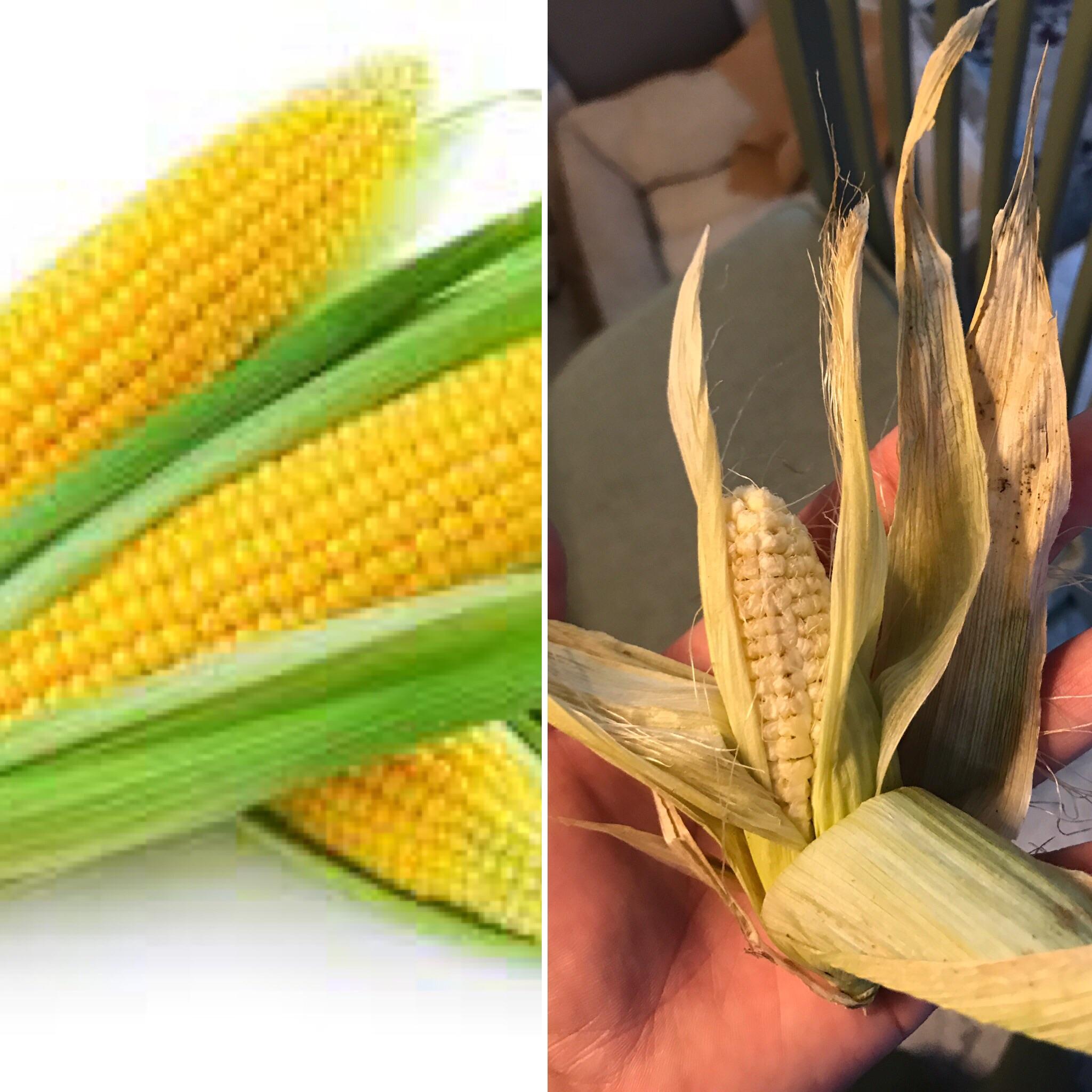 The first corn I have ever grown. r/ExpectationVsReality