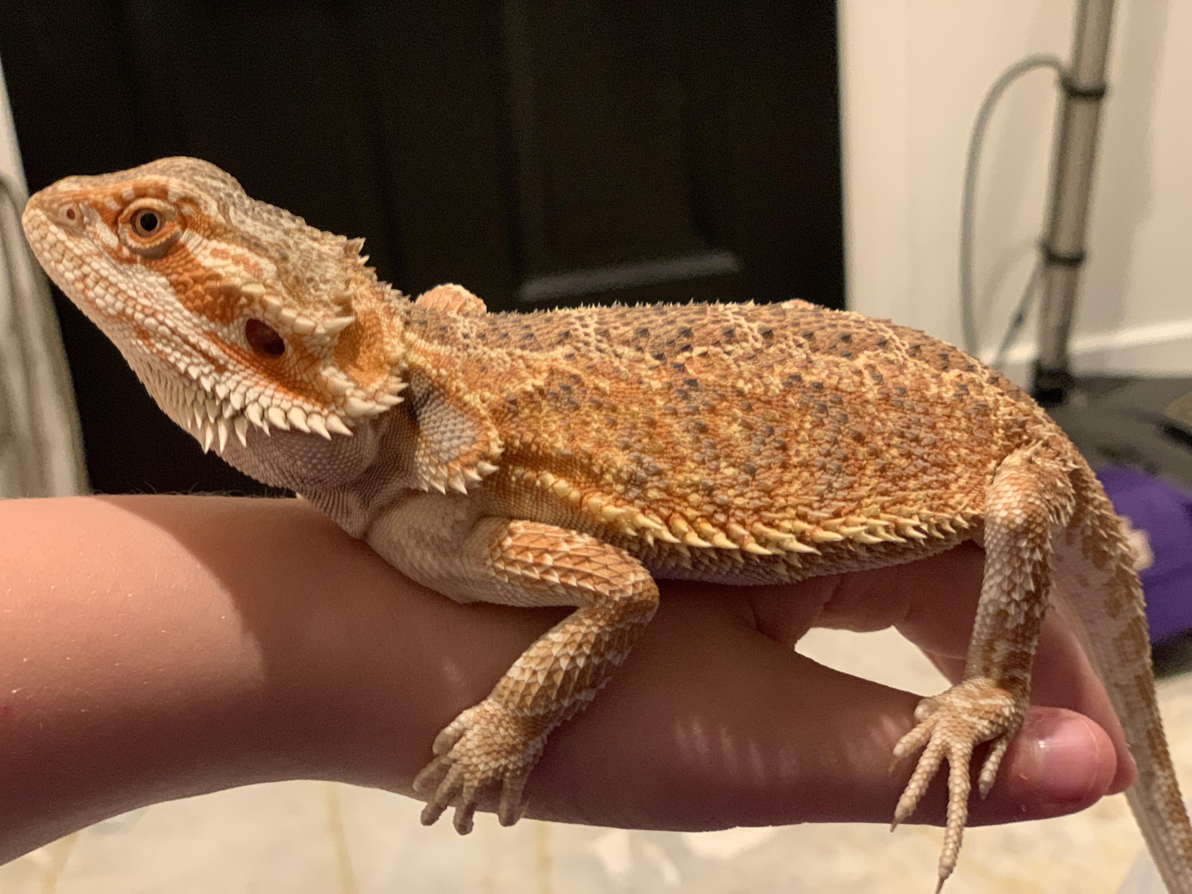 Does my beardie look healthy? I got him near Easter, from petsmart, and