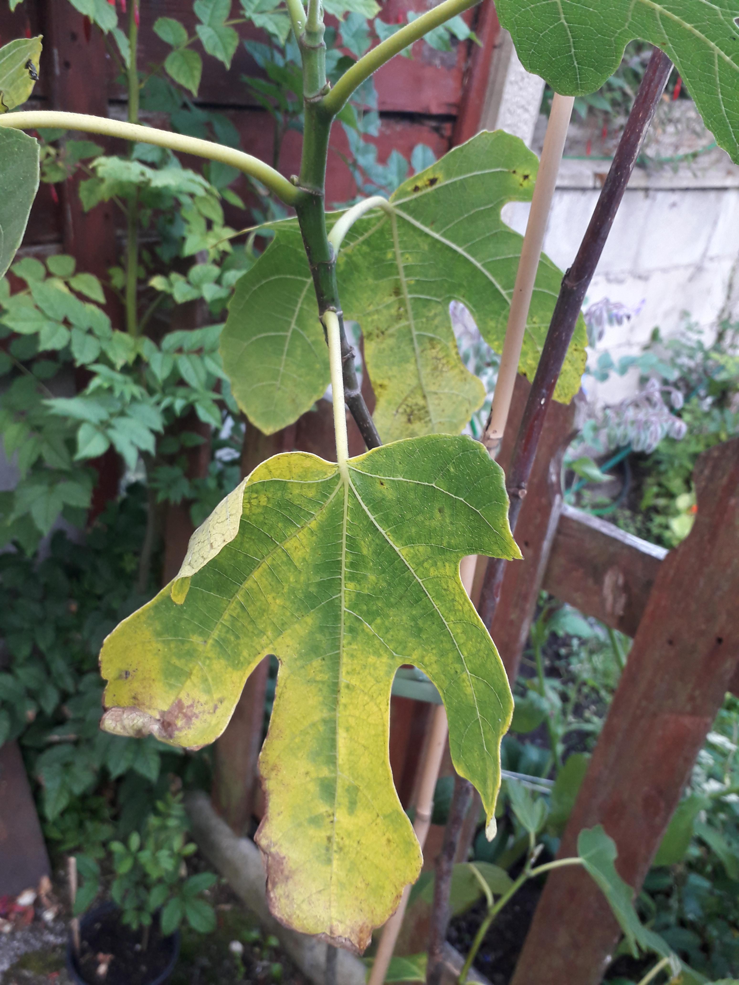 Does anyone know why my Turkey Fig is turning yellow and sickly? (UK