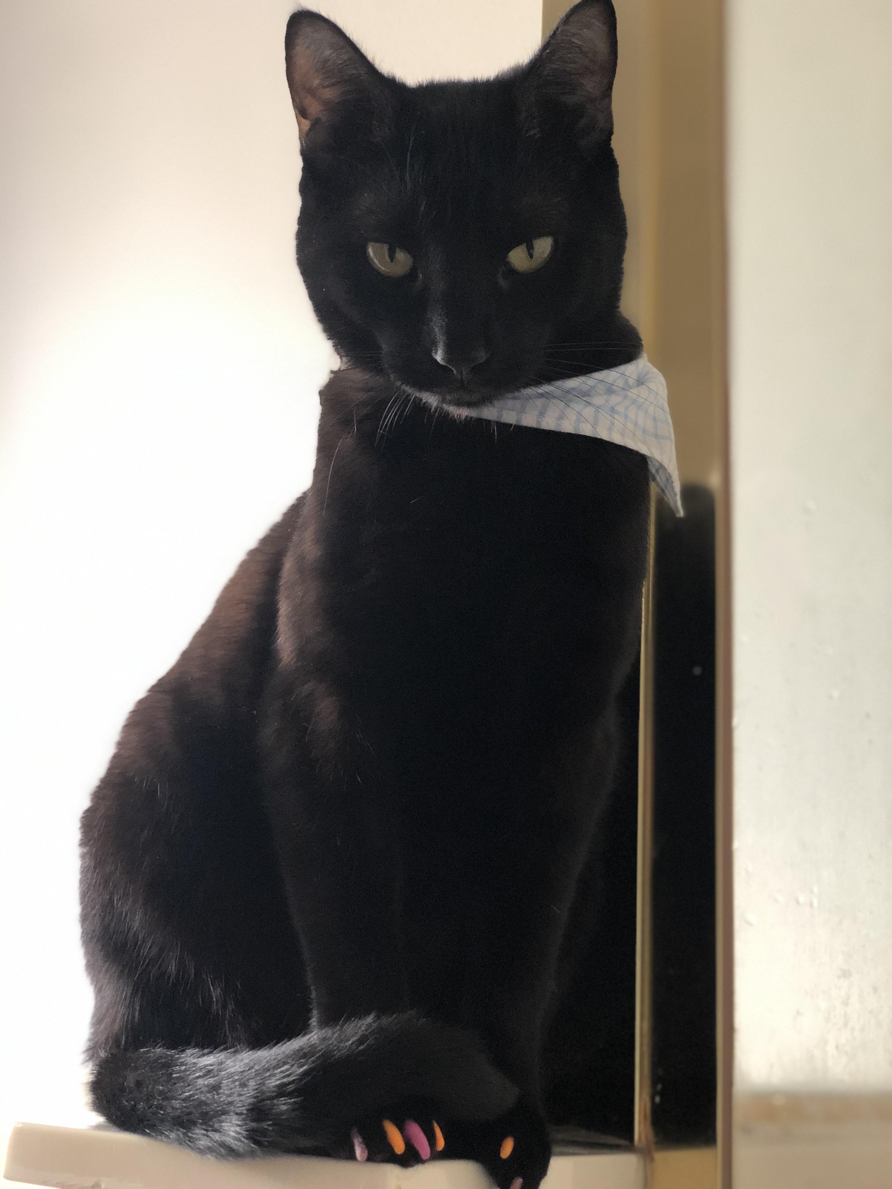 How my cat watches me while I use the restroom. She looks unamused. r/aww