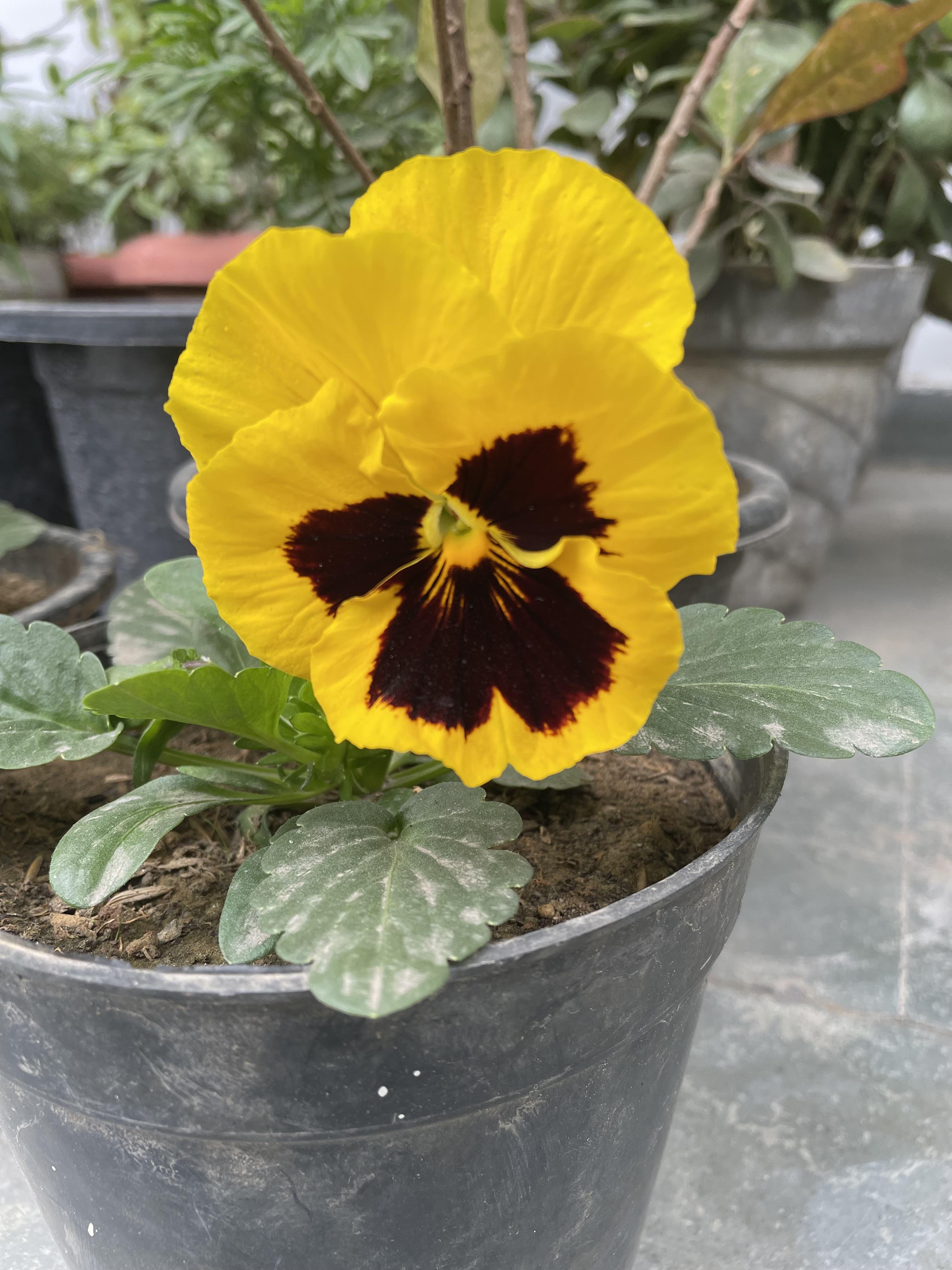 Does deadheading pansies help? r/gardening